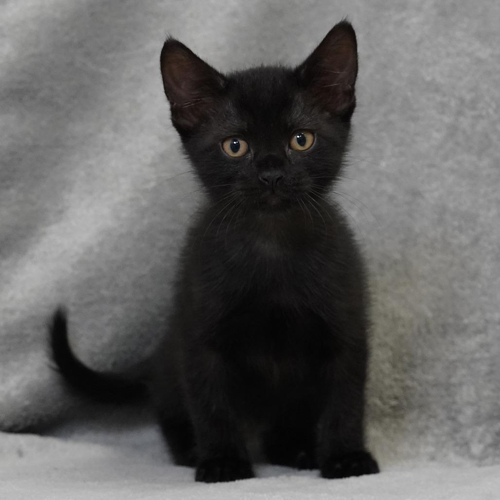 Enlarge Sarotti (Blue), a Adoptable Domestic Short Hair in Sunnyvale, CA image 1/1