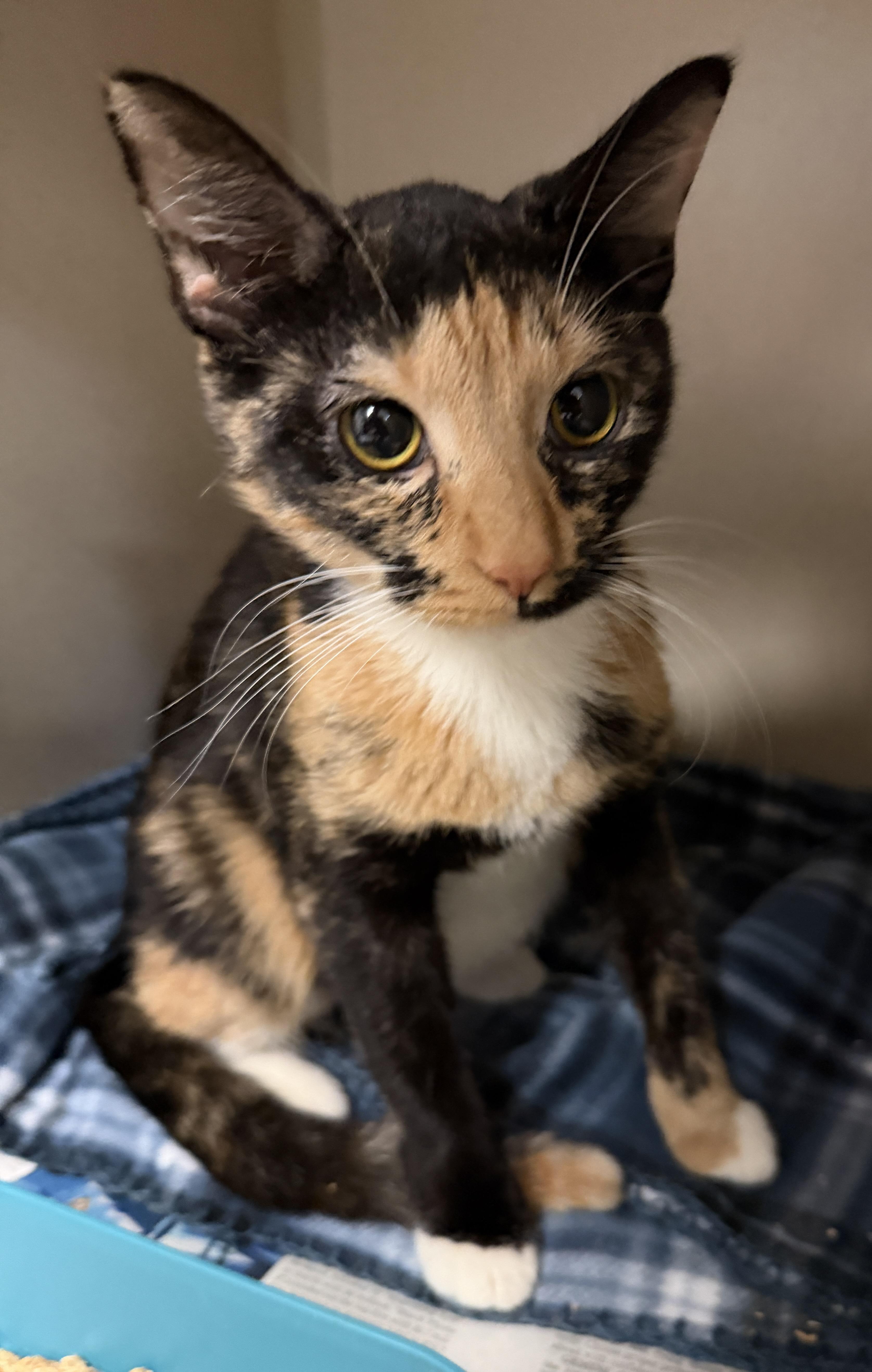 Enlarge Cerenia, an adopted Calico in Pottsville, PA image 1/1