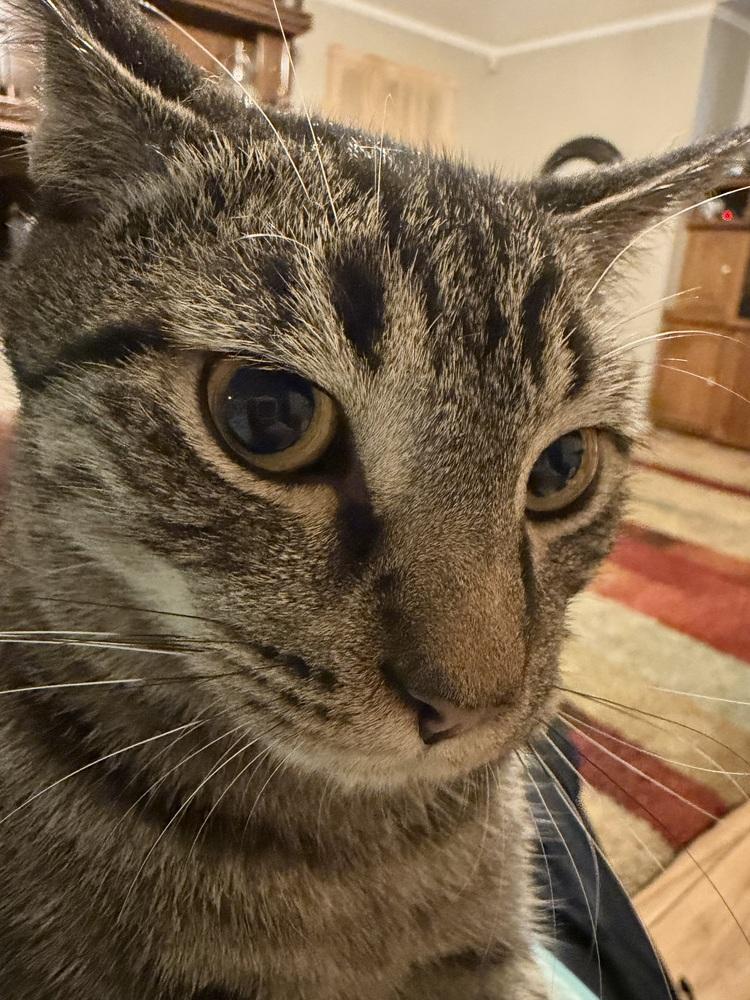 Jeff, Adoptable, Young Male Tabby.