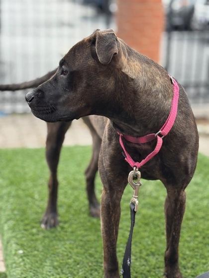 Merci, Adoptable, Adult Female Pit Bull Terrier & Mixed Breed.