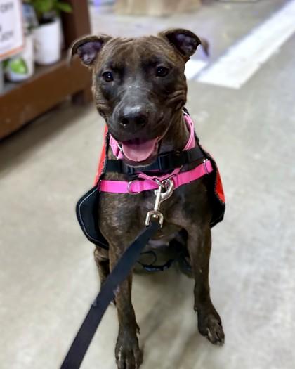 Enlarge Merci, a Adoptable mixed breed in Washington, DC image 2/3