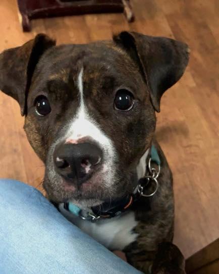 BUDDY/RED, ADOPTABLE, Young Male Boxer.