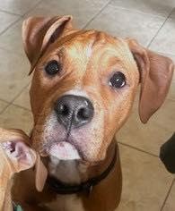 BUDDY/RED, a ADOPTABLE mixed breed in Huntington, NY image 2/2