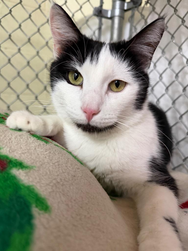 Enlarge Alayna, a Adoptable mixed breed in Waverly, NY image 1/6