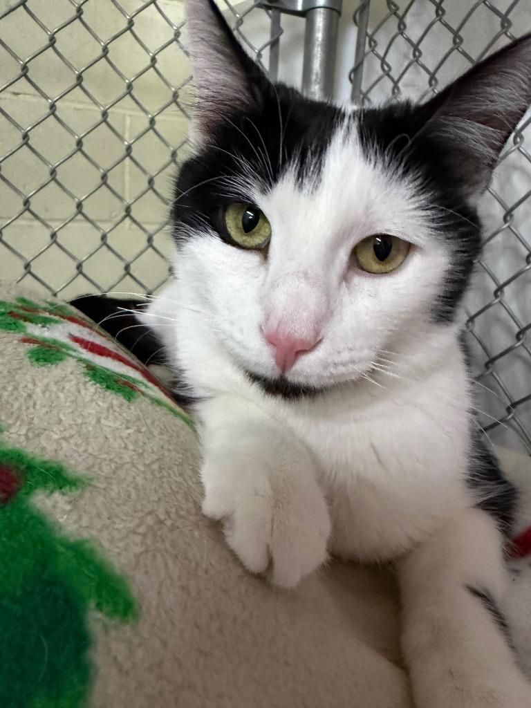 Enlarge Alayna, a Adoptable mixed breed in Waverly, NY image 2/6