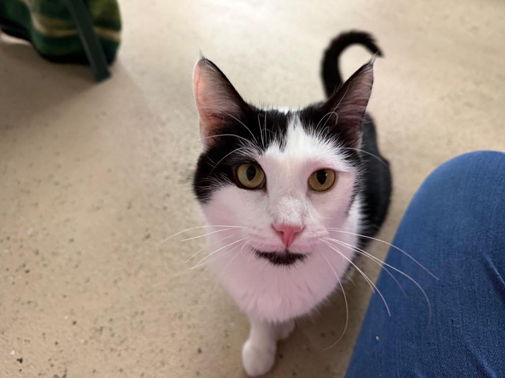 Enlarge Alayna, a Adoptable mixed breed in Waverly, NY image 3/6