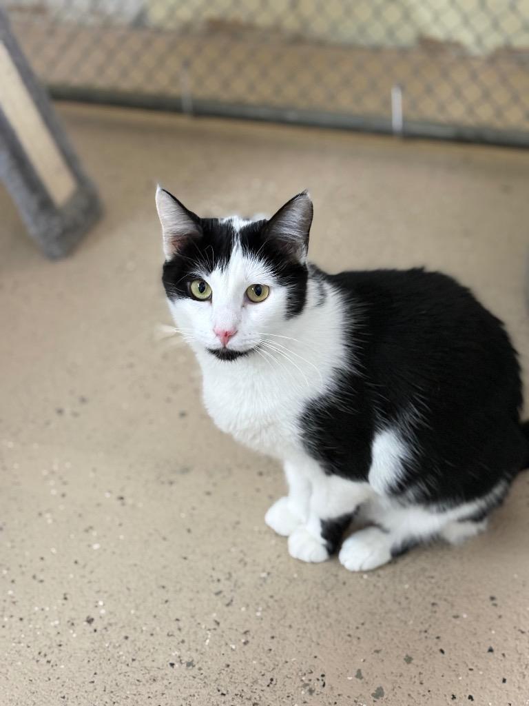 Enlarge Alayna, a Adoptable mixed breed in Waverly, NY image 4/6