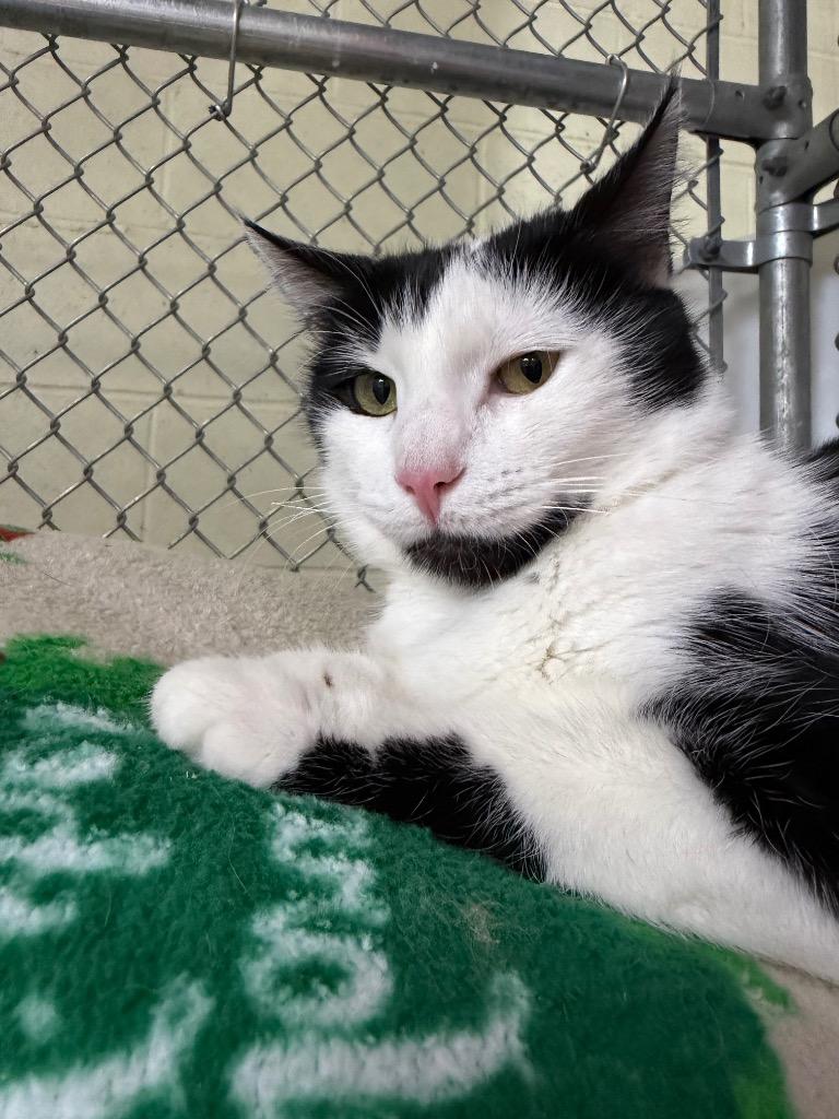 Enlarge Alayna, a Adoptable mixed breed in Waverly, NY image 5/6