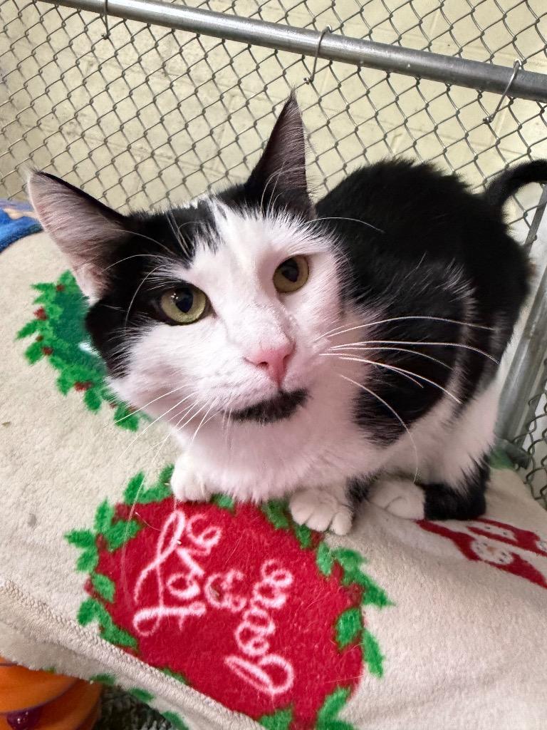 Enlarge Alayna, a Adoptable mixed breed in Waverly, NY image 6/6