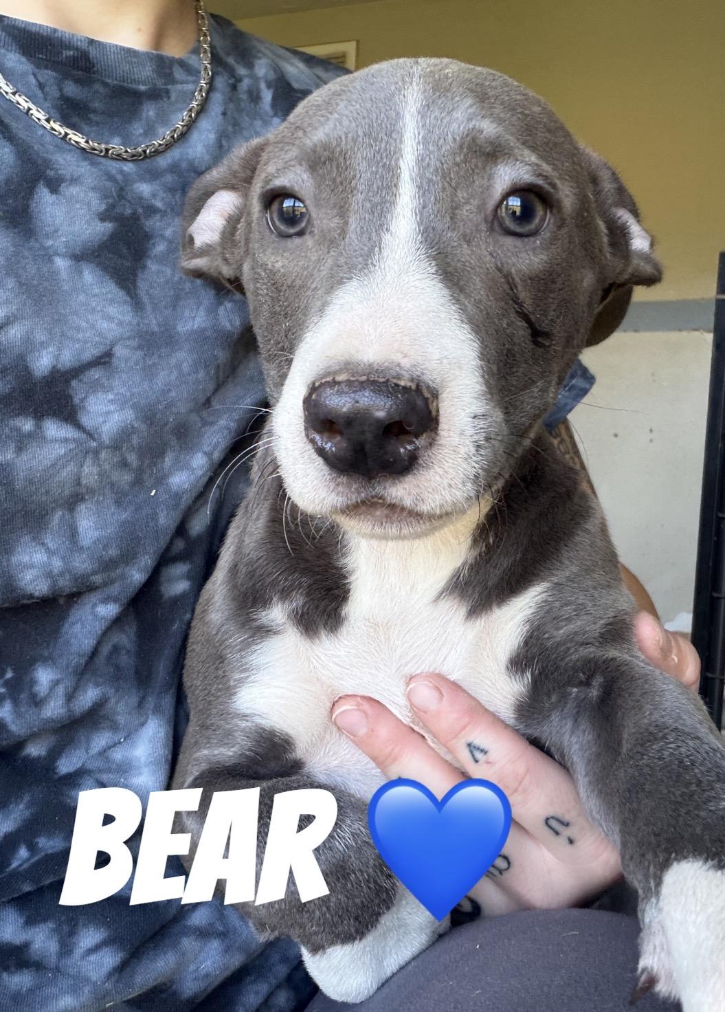 Bear, Adoptable, Puppy Male Pit Bull Terrier.
