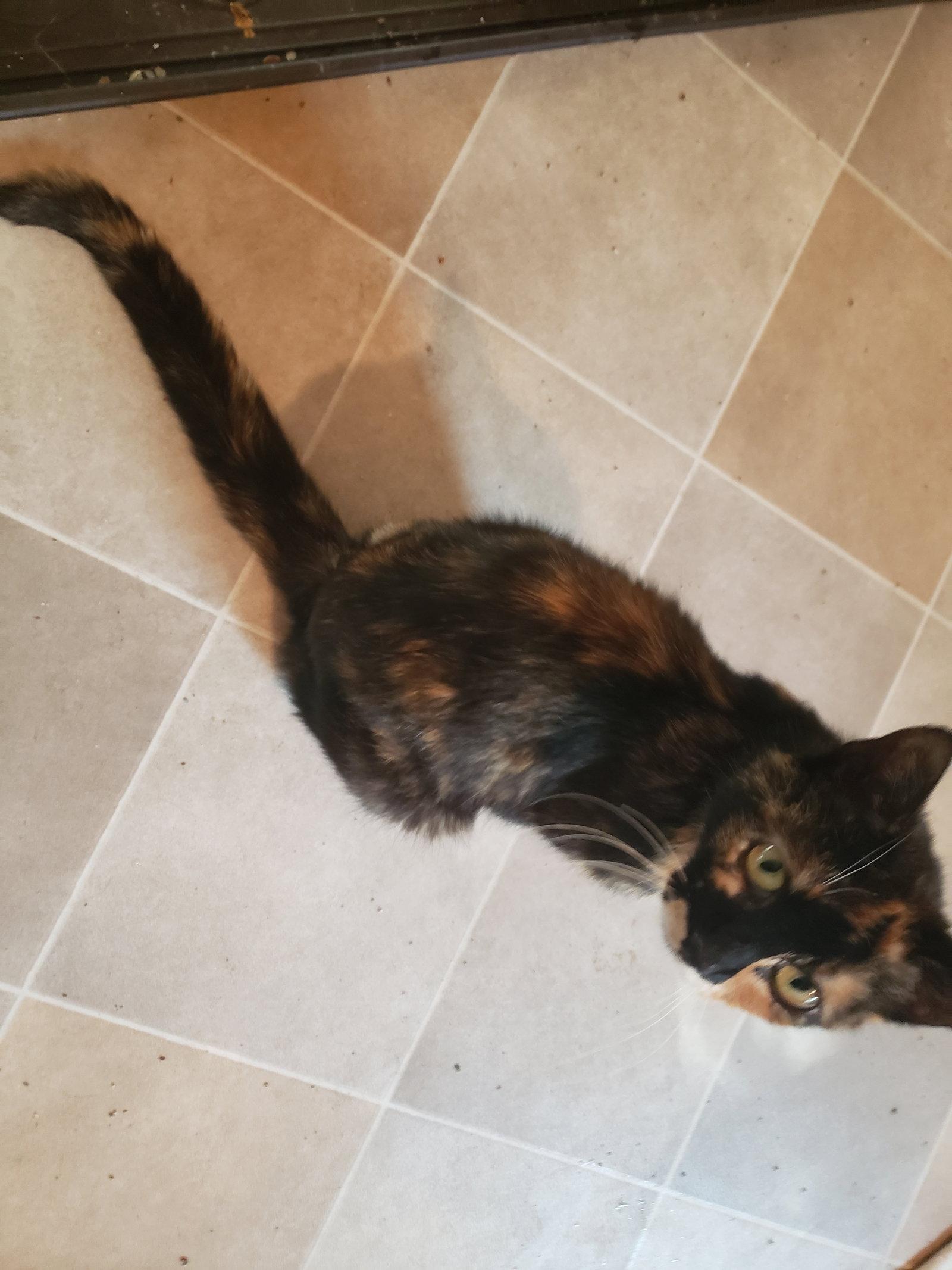 Mila, Adoptable, Young Female Domestic Short Hair & Calico.
