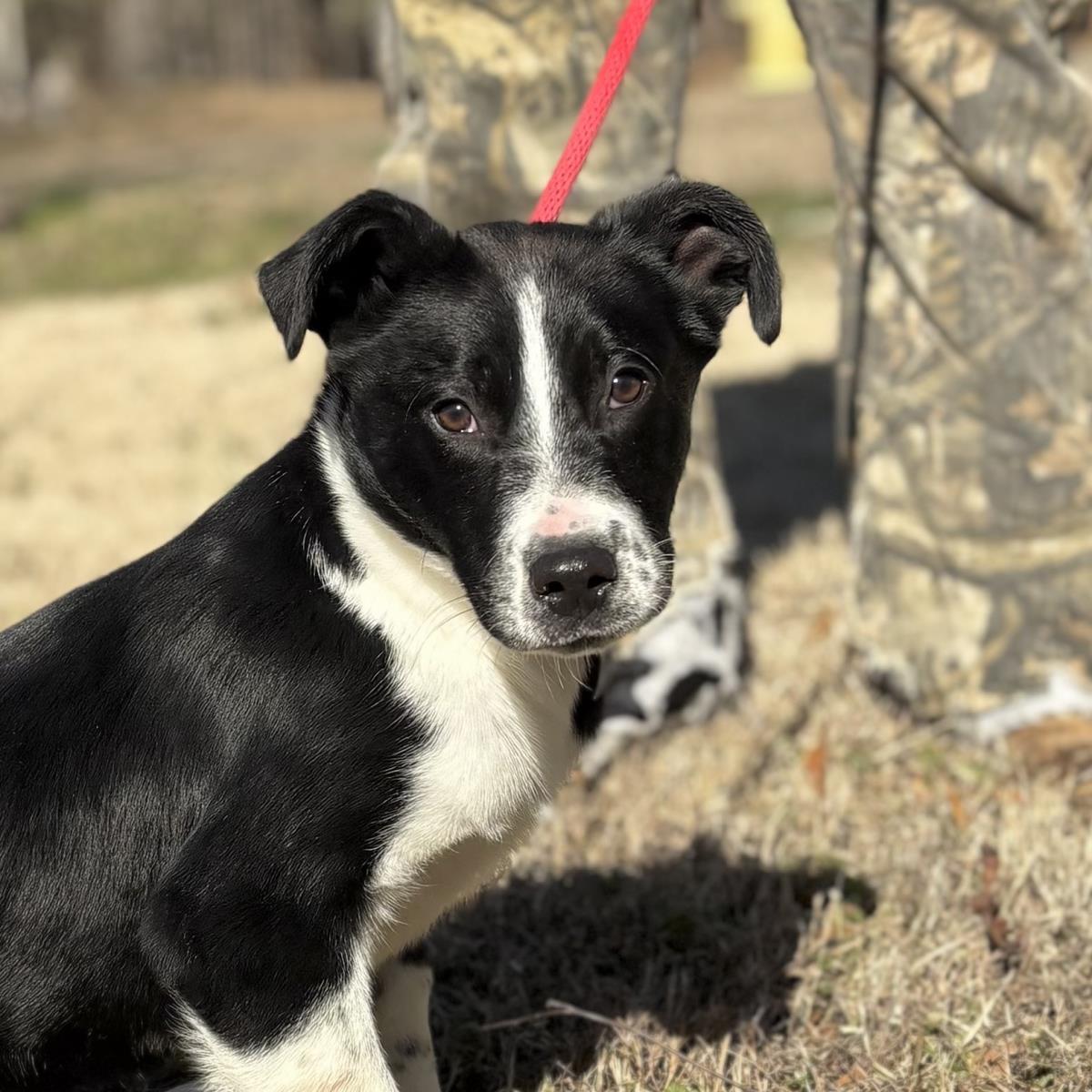 Moss, Adoptable, Puppy Male Border Collie.
