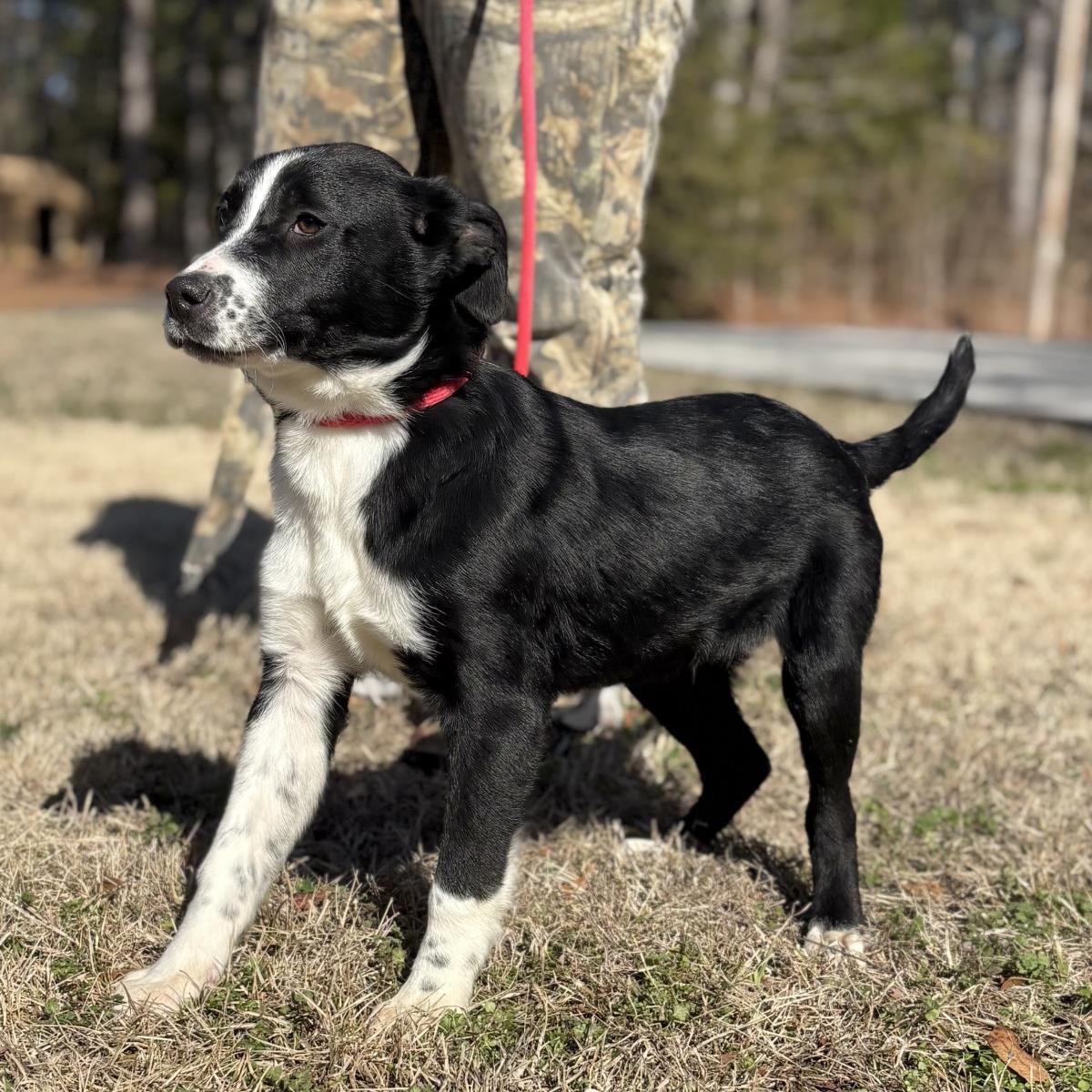 Enlarge Moss, a Adoptable Border Collie in Locust Fork, AL image 2/3