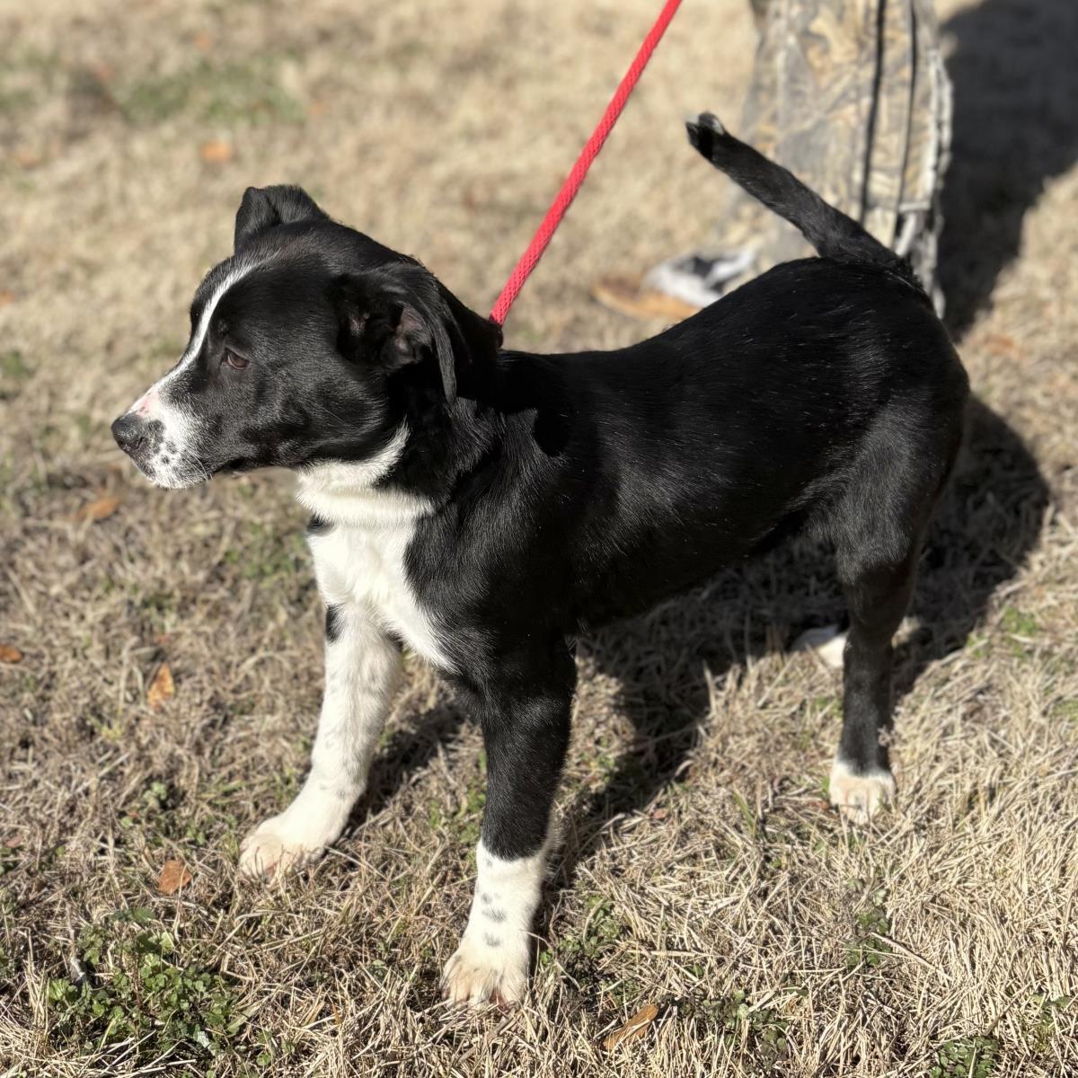 Enlarge Moss, a Adoptable Border Collie in Locust Fork, AL image 3/3