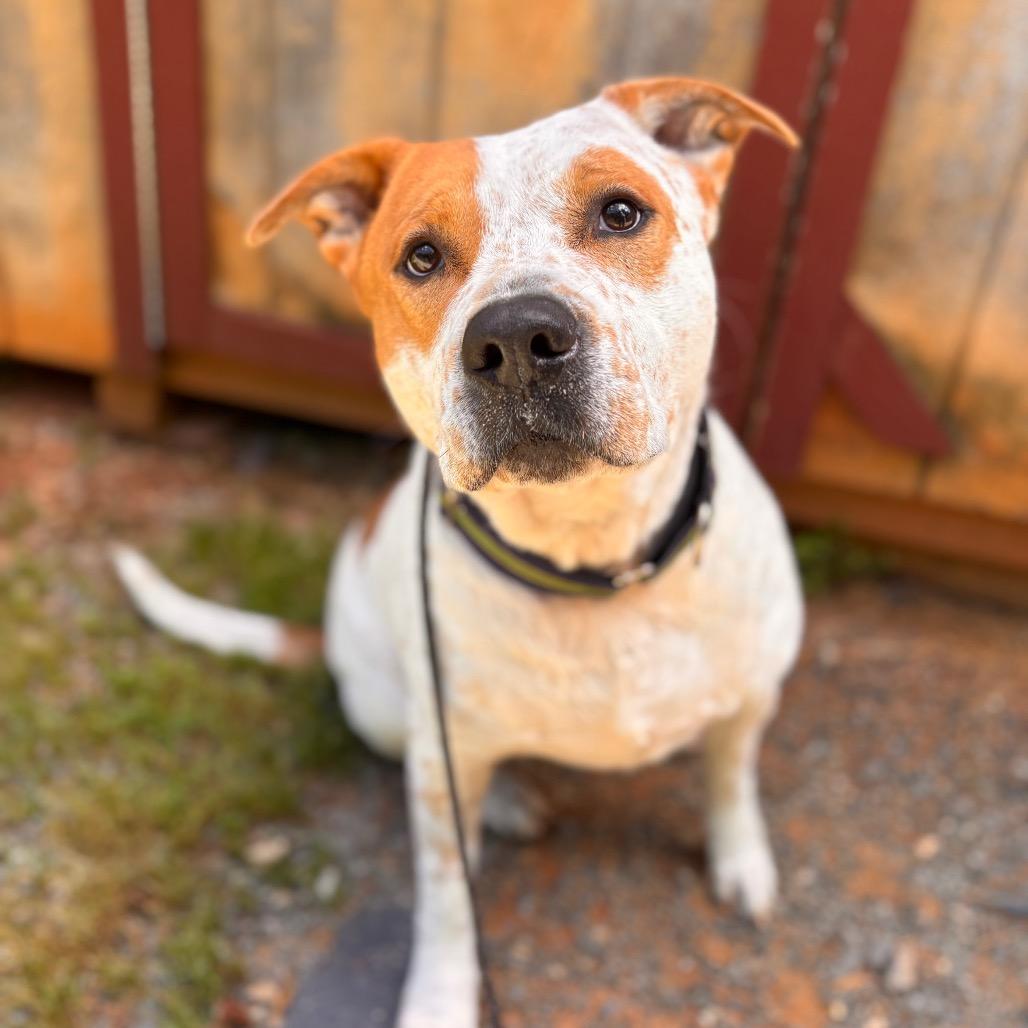 Maxwell, Adoptable, Senior Male Mixed Breed & Mixed Breed.