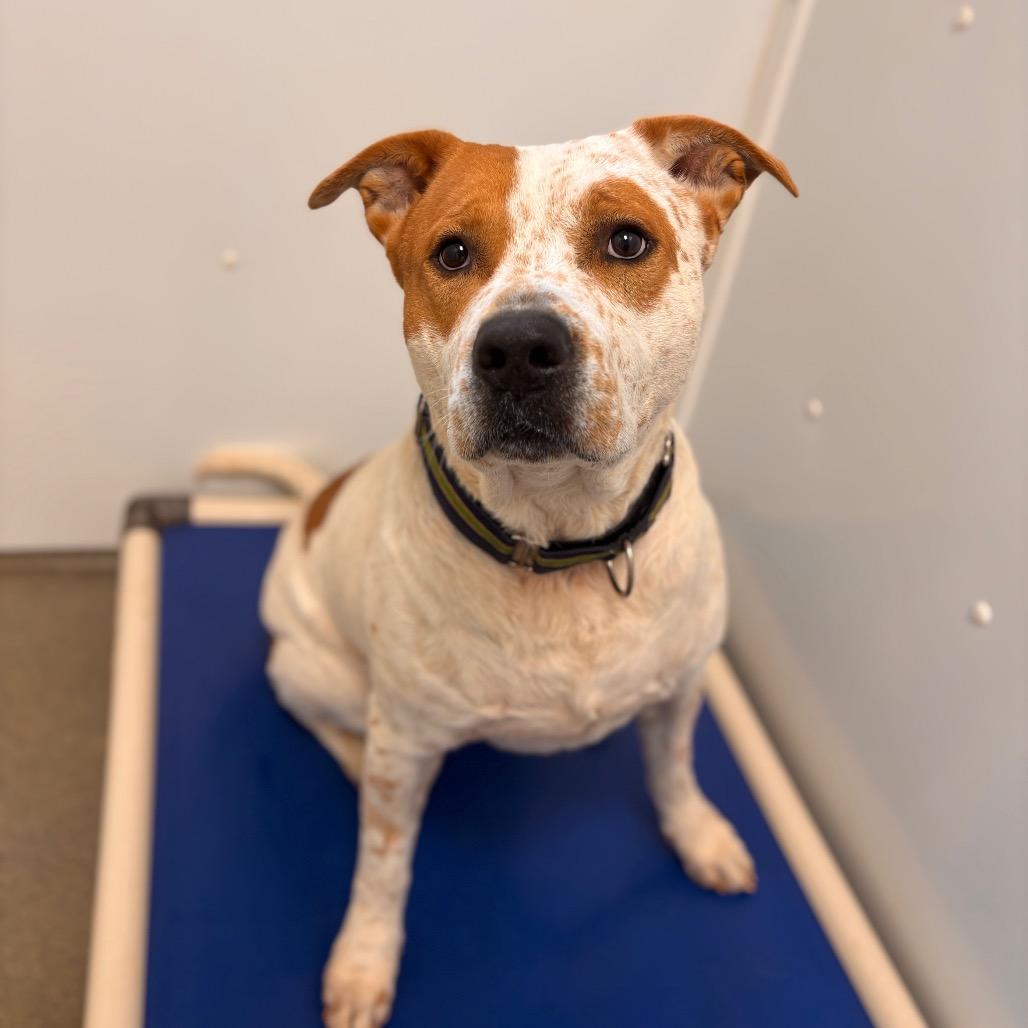 Maxwell, a Adoptable mixed breed in Rocky Mount, VA image 2/6