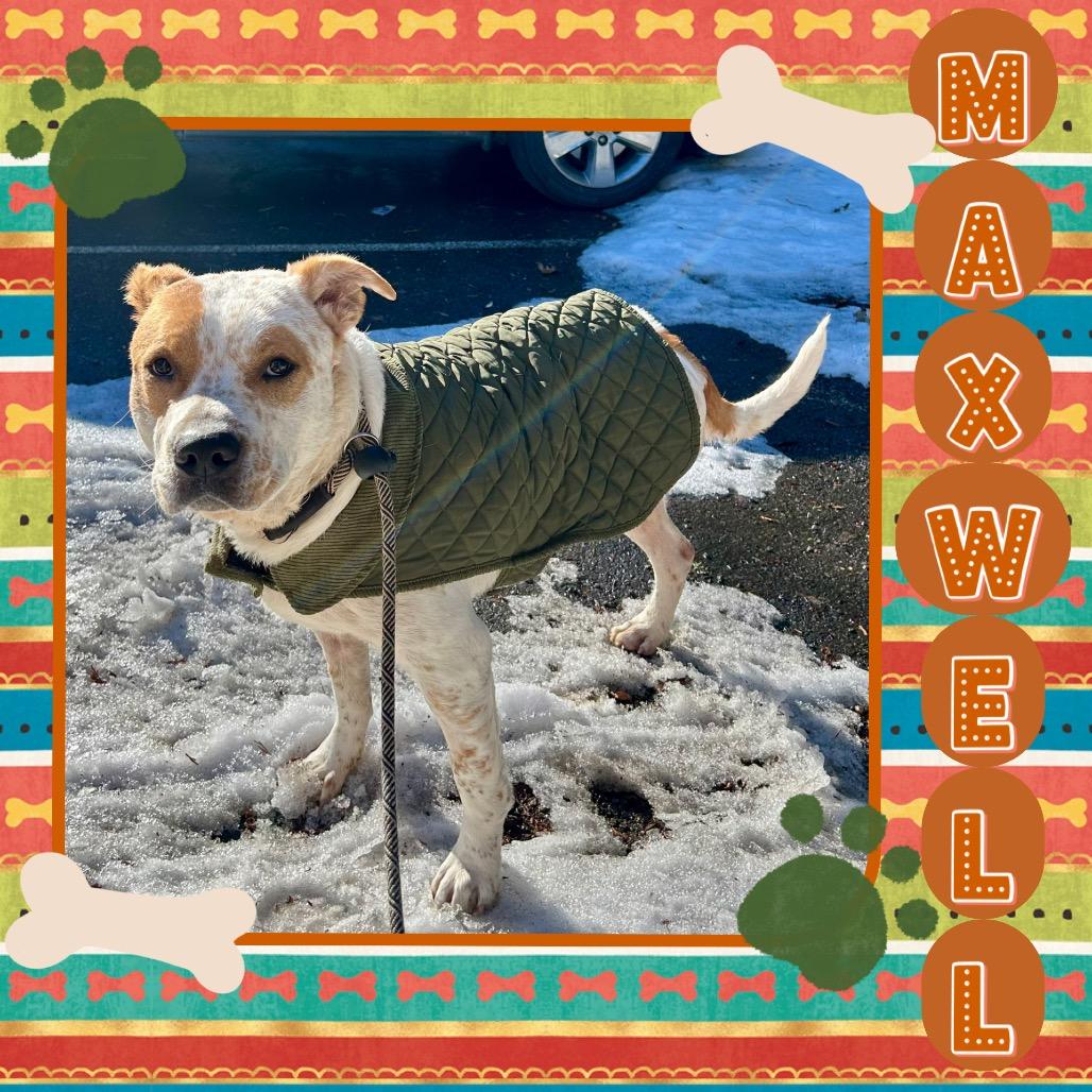 Maxwell, a Adoptable mixed breed in Rocky Mount, VA image 3/6