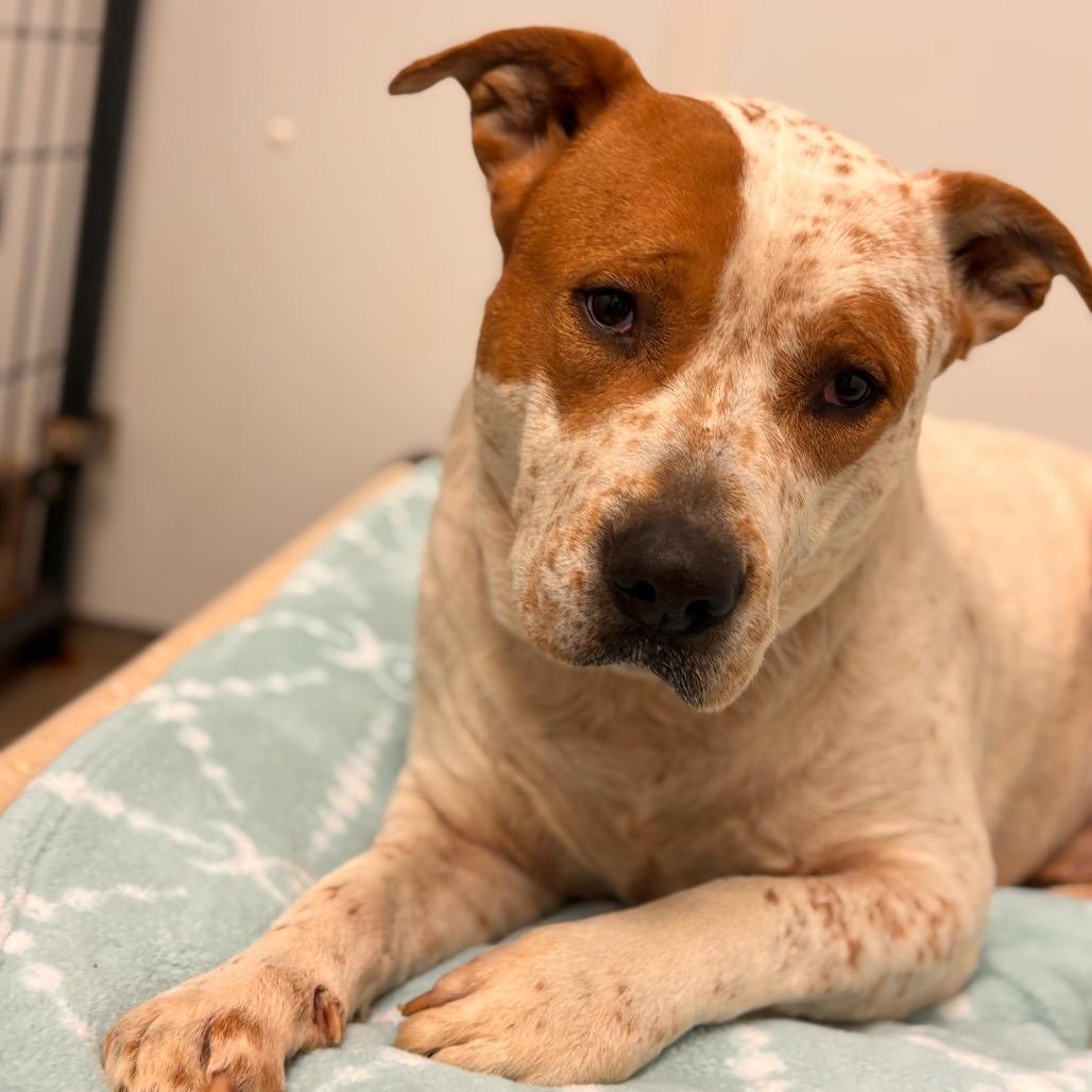 Maxwell, a Adoptable mixed breed in Rocky Mount, VA image 4/6
