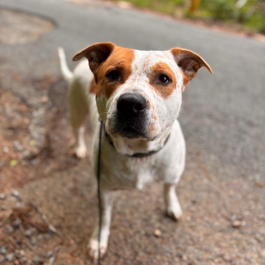 Maxwell, a Adoptable mixed breed in Rocky Mount, VA image 5/6