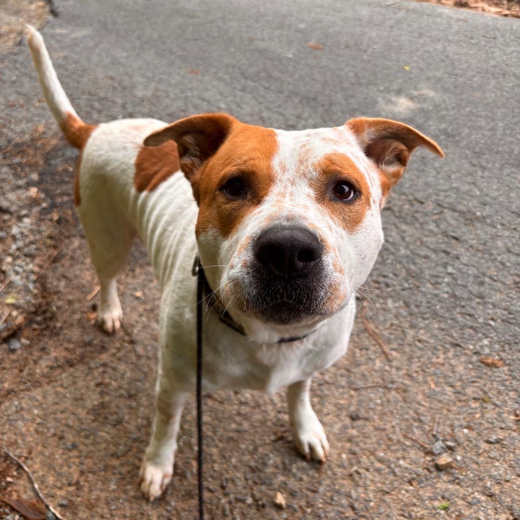 Maxwell, a Adoptable mixed breed in Rocky Mount, VA image 6/6