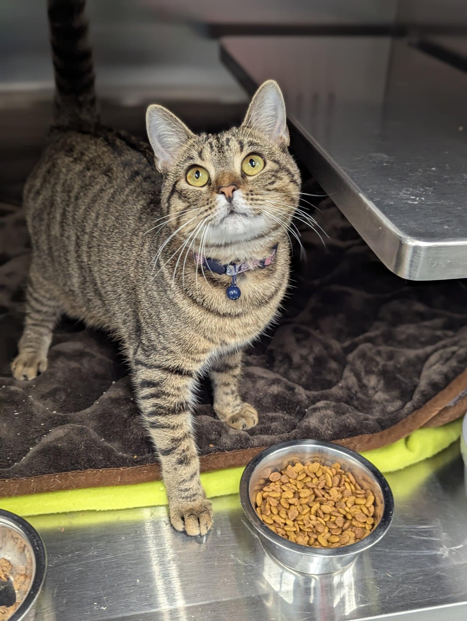 Nezuko, adopted, Young Female Domestic Short Hair.