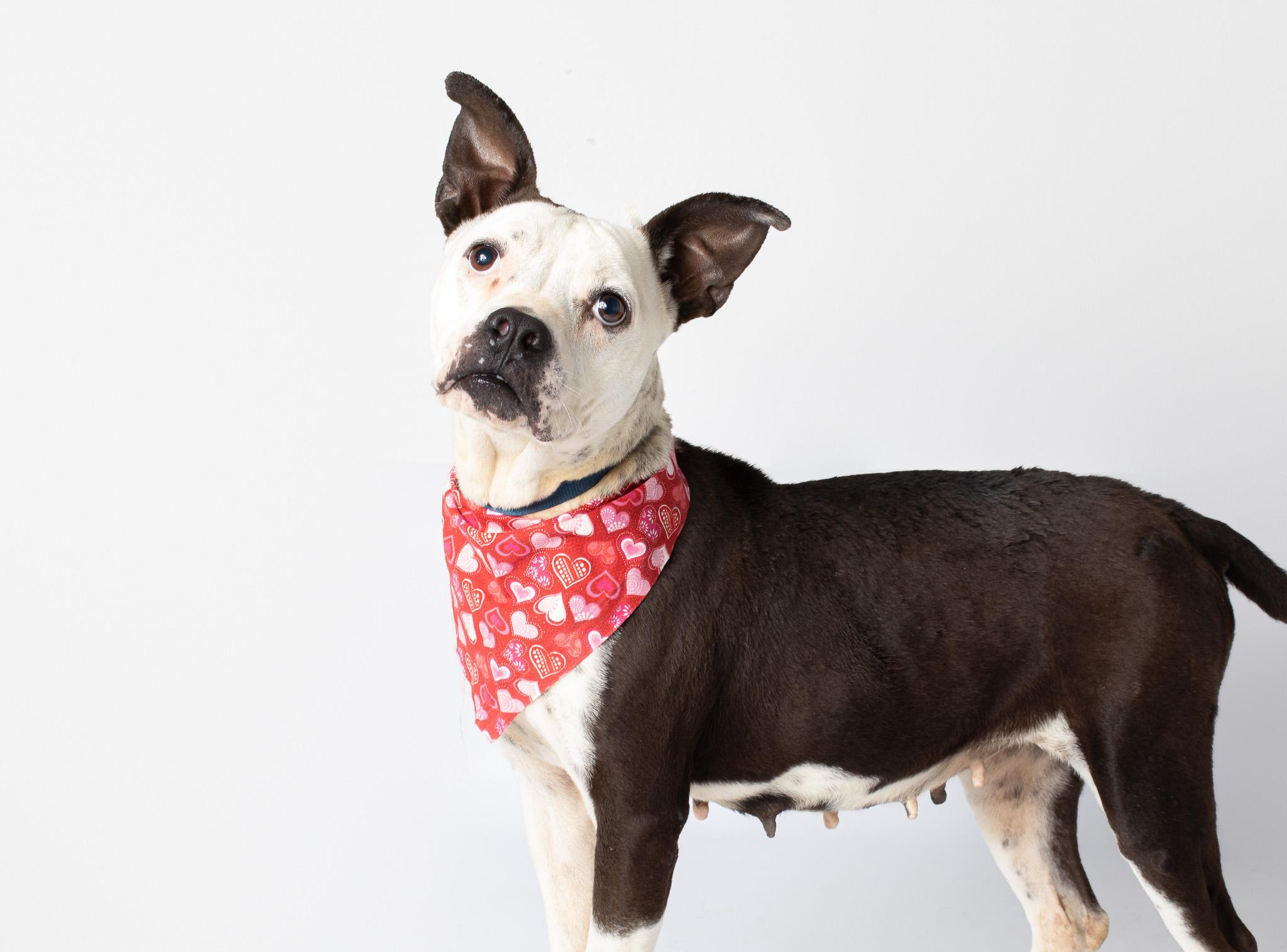 Enlarge Poptart , a ADOPTABLE mixed breed in Plaquemine, LA image 1/1