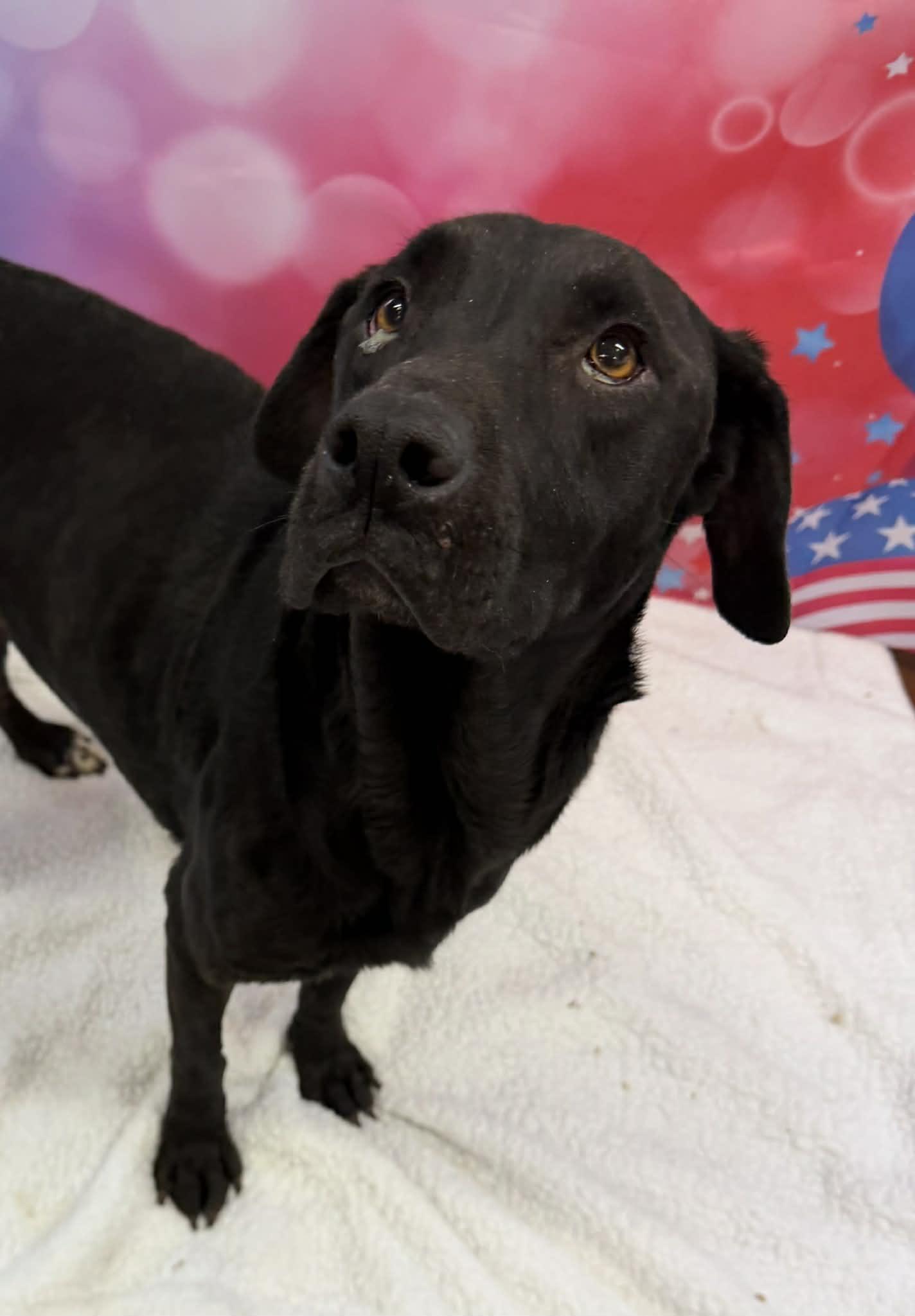 Carolina, a ADOPTABLE mixed breed in Shelbyville, KY image 2/3