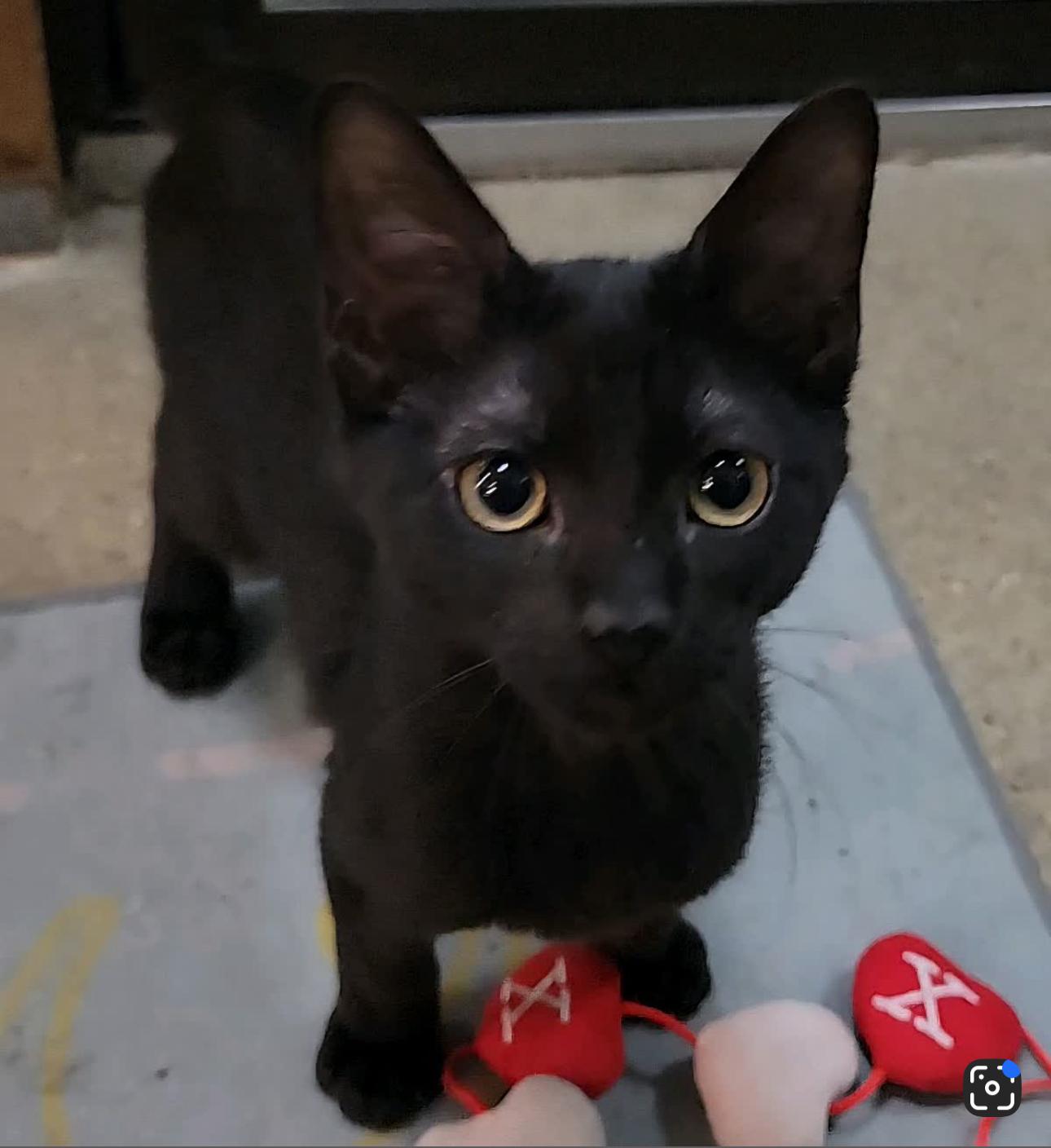 Pretzel, Adoptable, Kitten Male Bombay & American Shorthair.