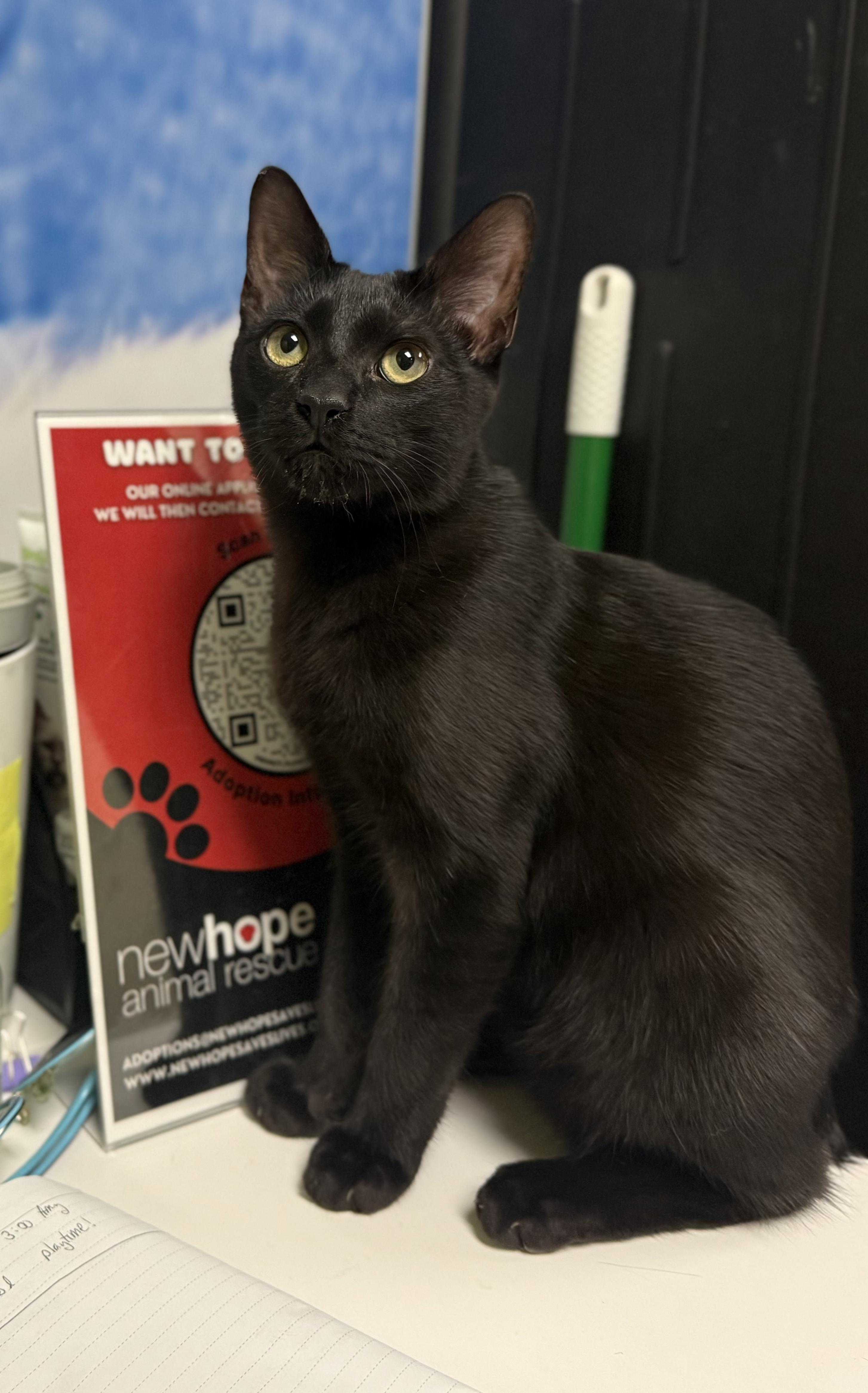 Enlarge Pretzel, a Adoptable mixed breed in Sunset Valley, TX image 2/6