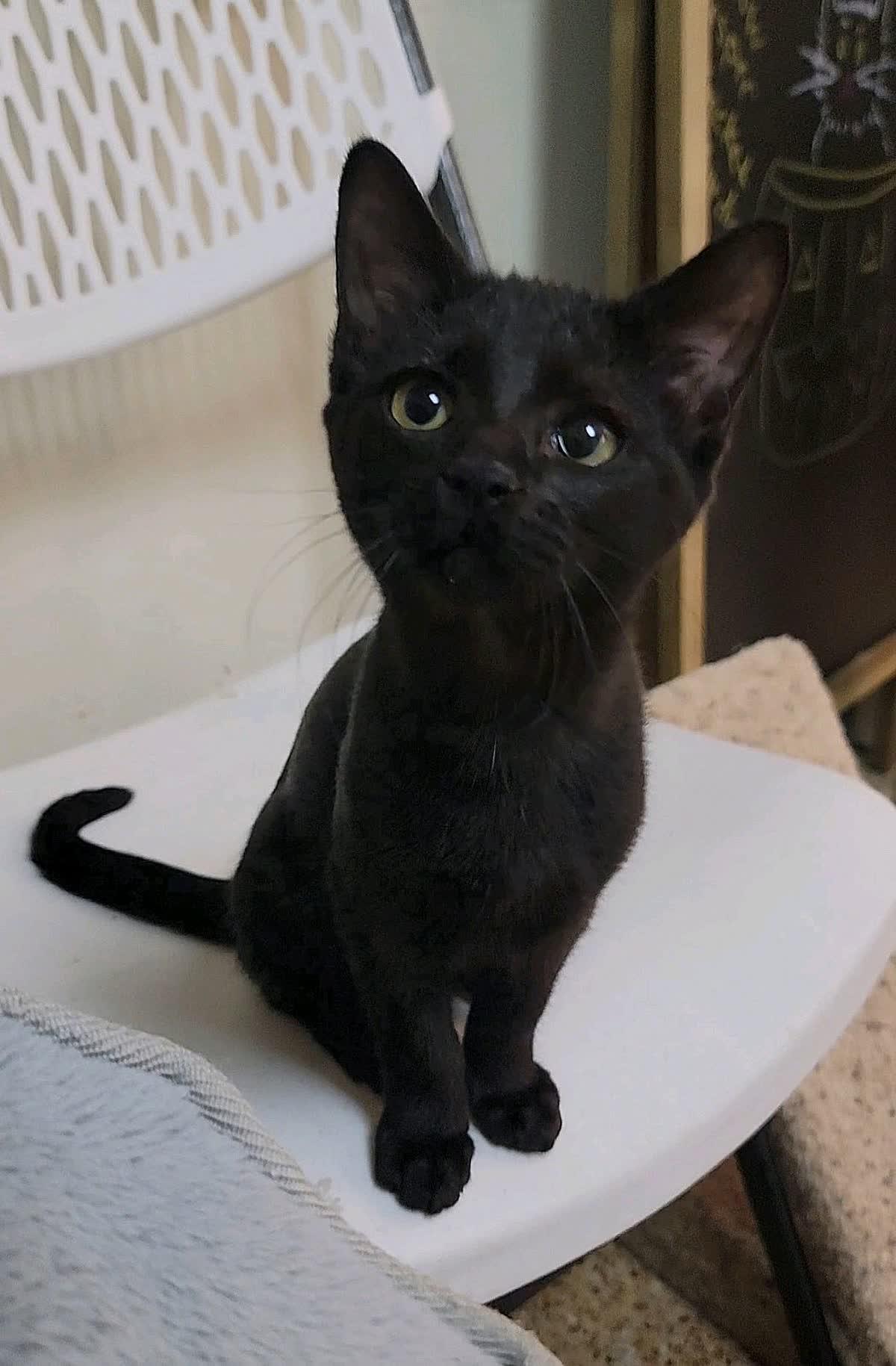 Pretzel, a Adoptable mixed breed in Sunset Valley, TX image 2/4