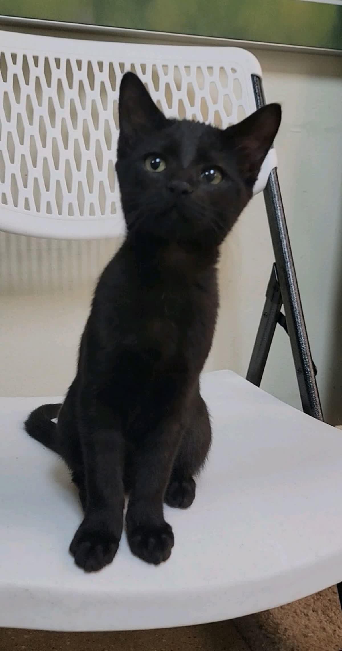 Pretzel, a Adoptable mixed breed in Sunset Valley, TX image 3/4