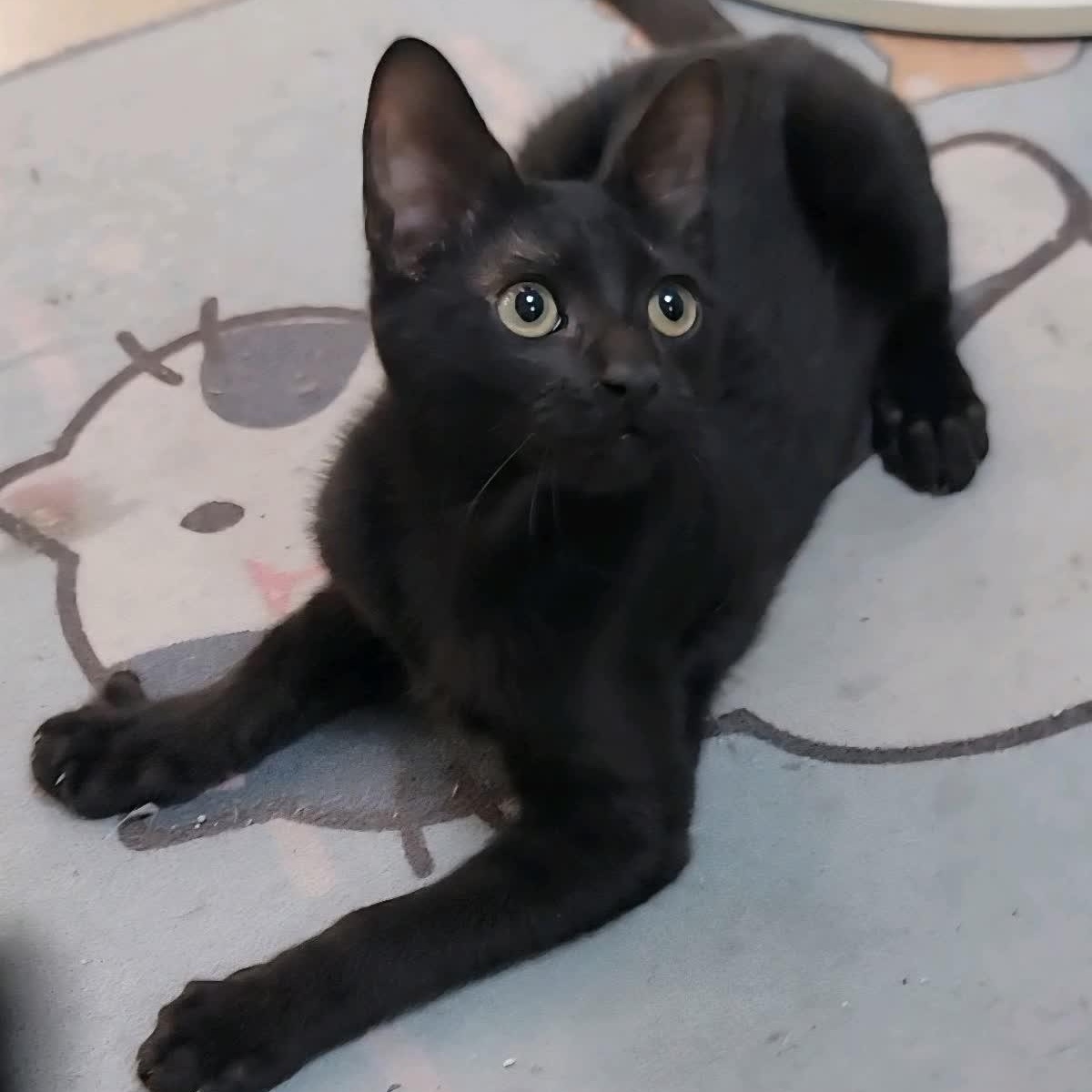 Pretzel, Adoptable, Kitten Male Bombay & American Shorthair.