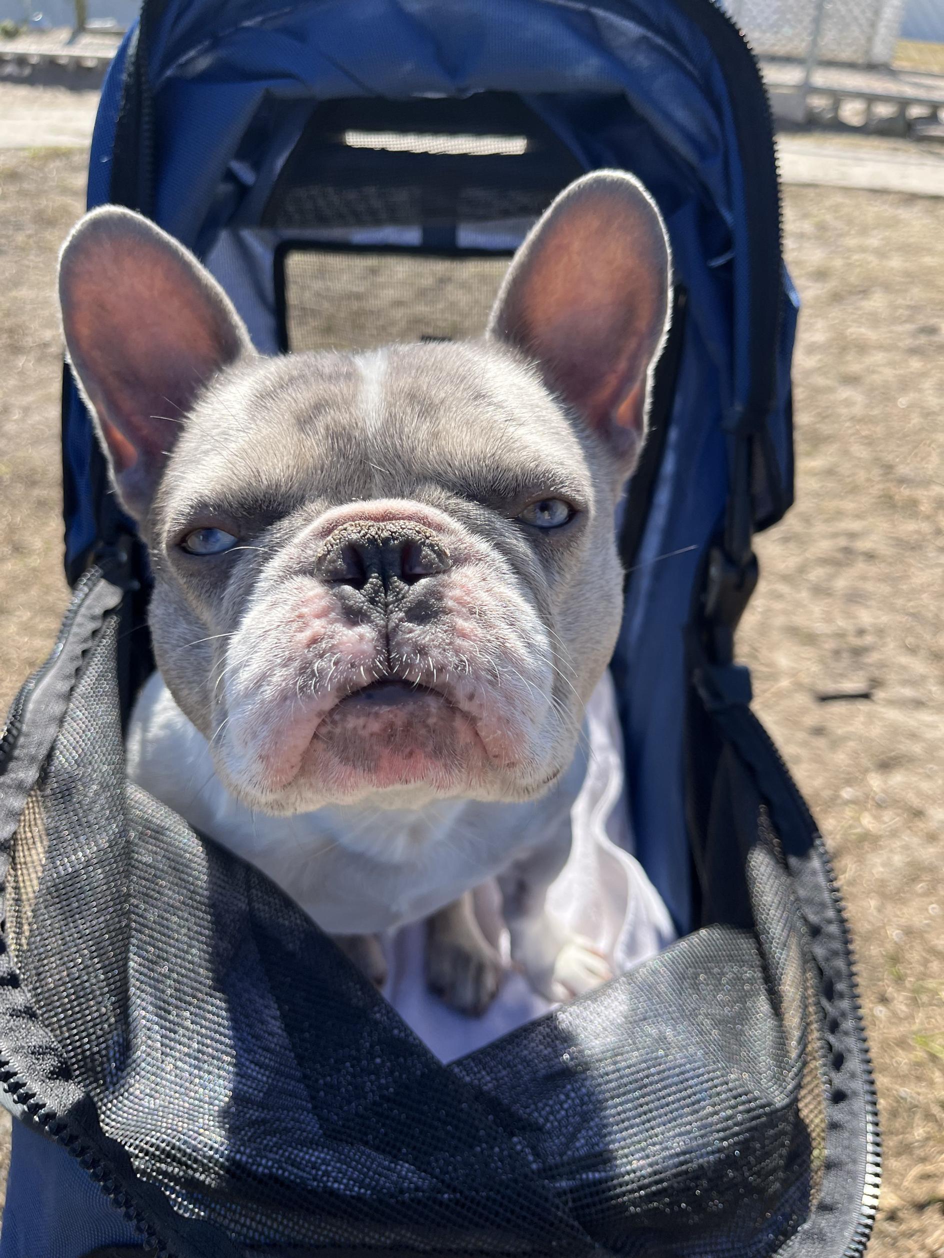 Hera, a ADOPTABLE French Bulldog in New Port Richey, FL image 3/6
