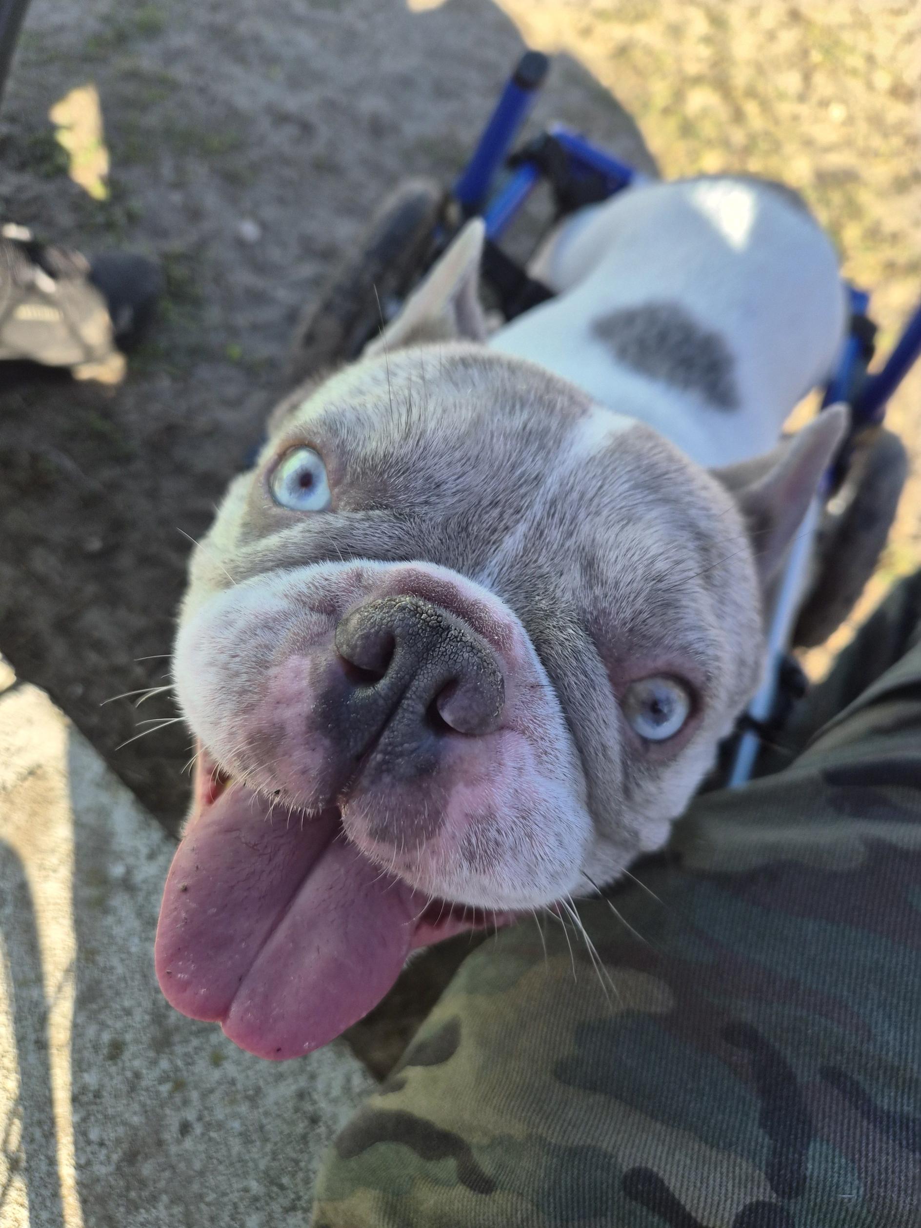 Hera, a ADOPTABLE French Bulldog in New Port Richey, FL image 4/6
