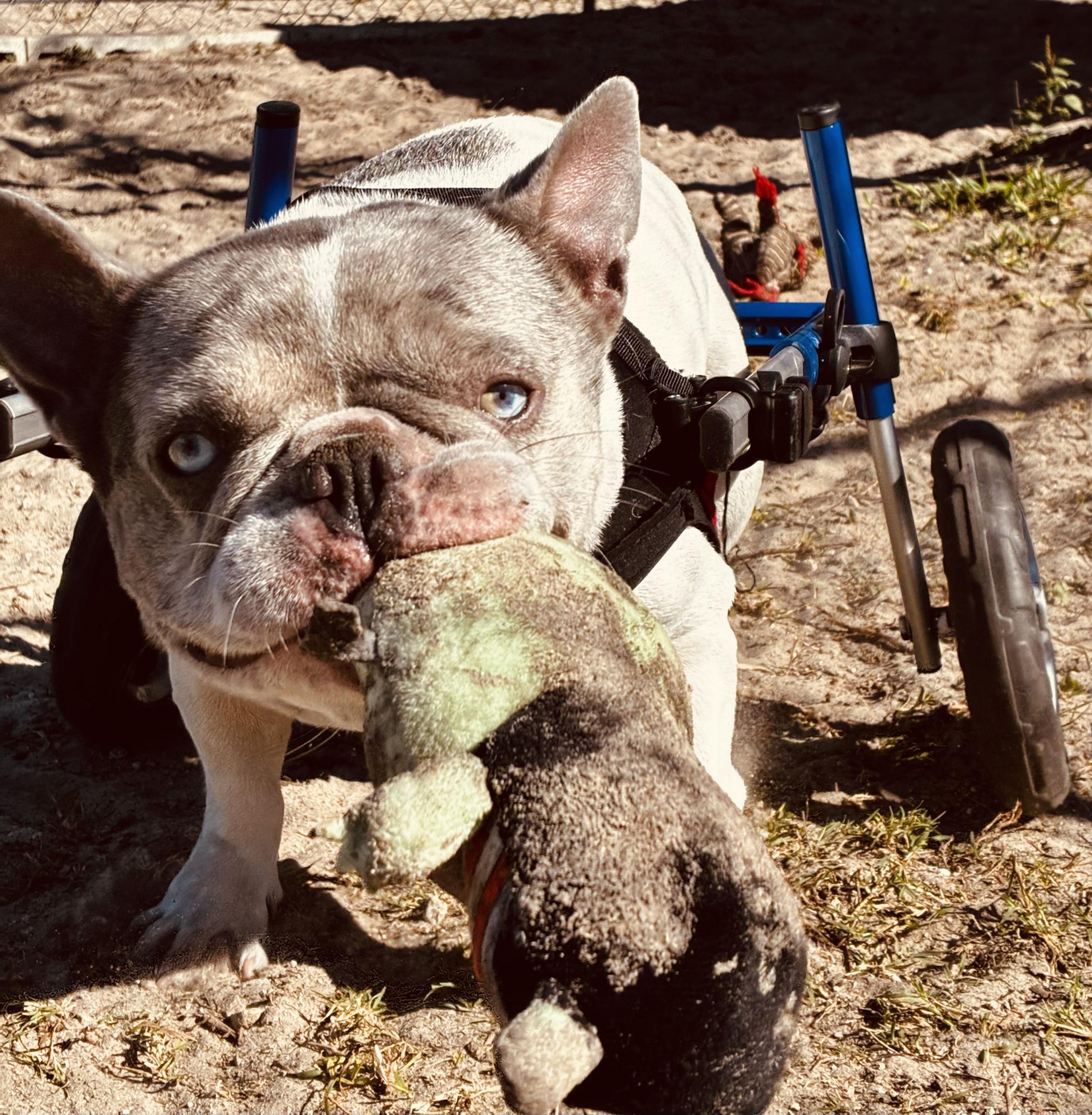 Hera, a ADOPTABLE French Bulldog in New Port Richey, FL image 1/6