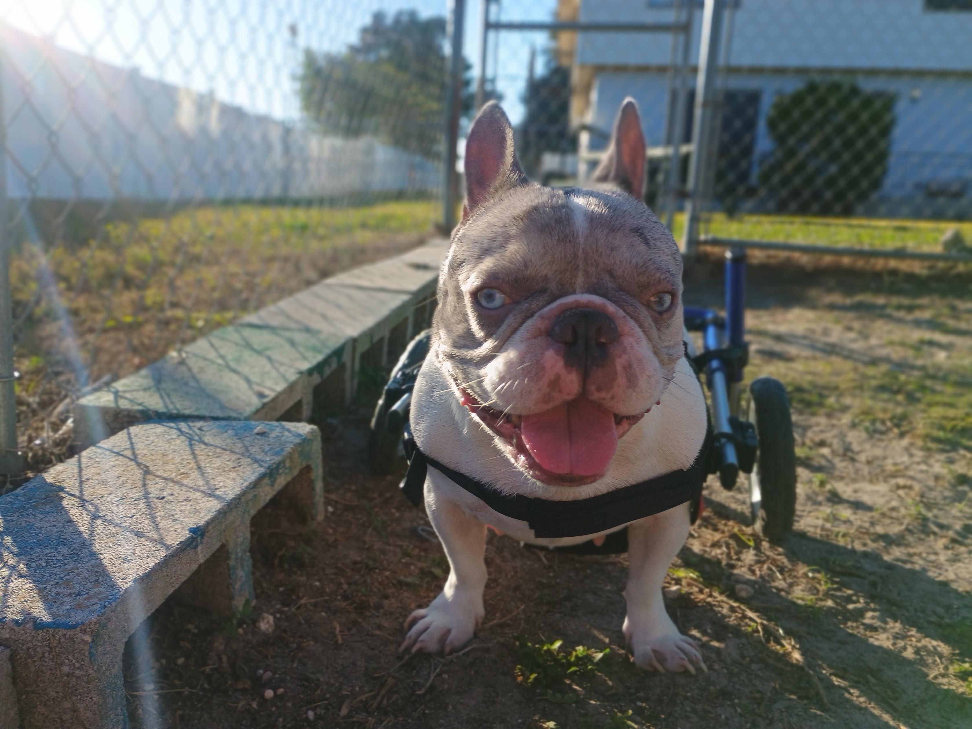 Hera, a ADOPTABLE French Bulldog in New Port Richey, FL image 6/6