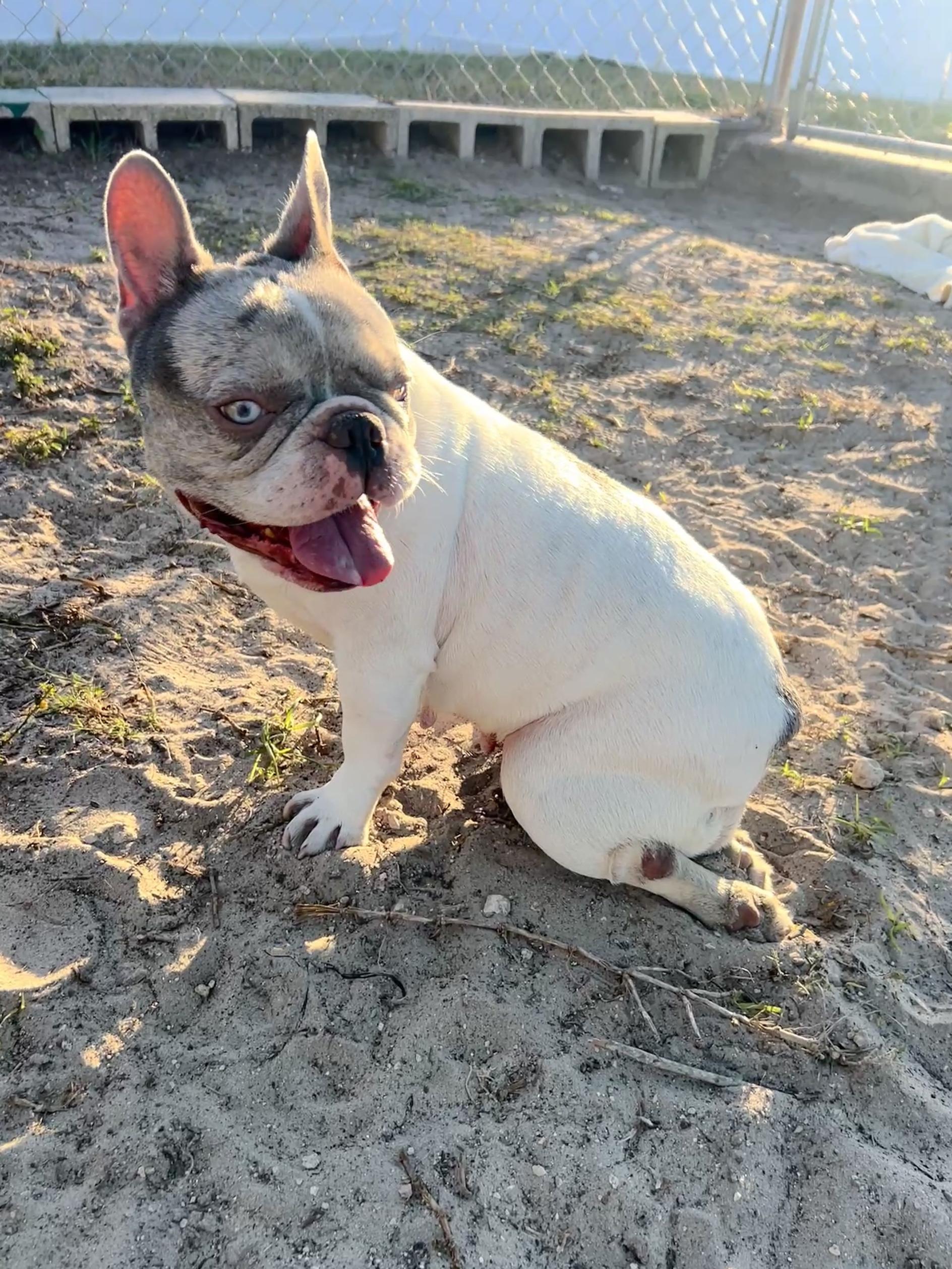 Hera, a ADOPTABLE French Bulldog in New Port Richey, FL image 5/6