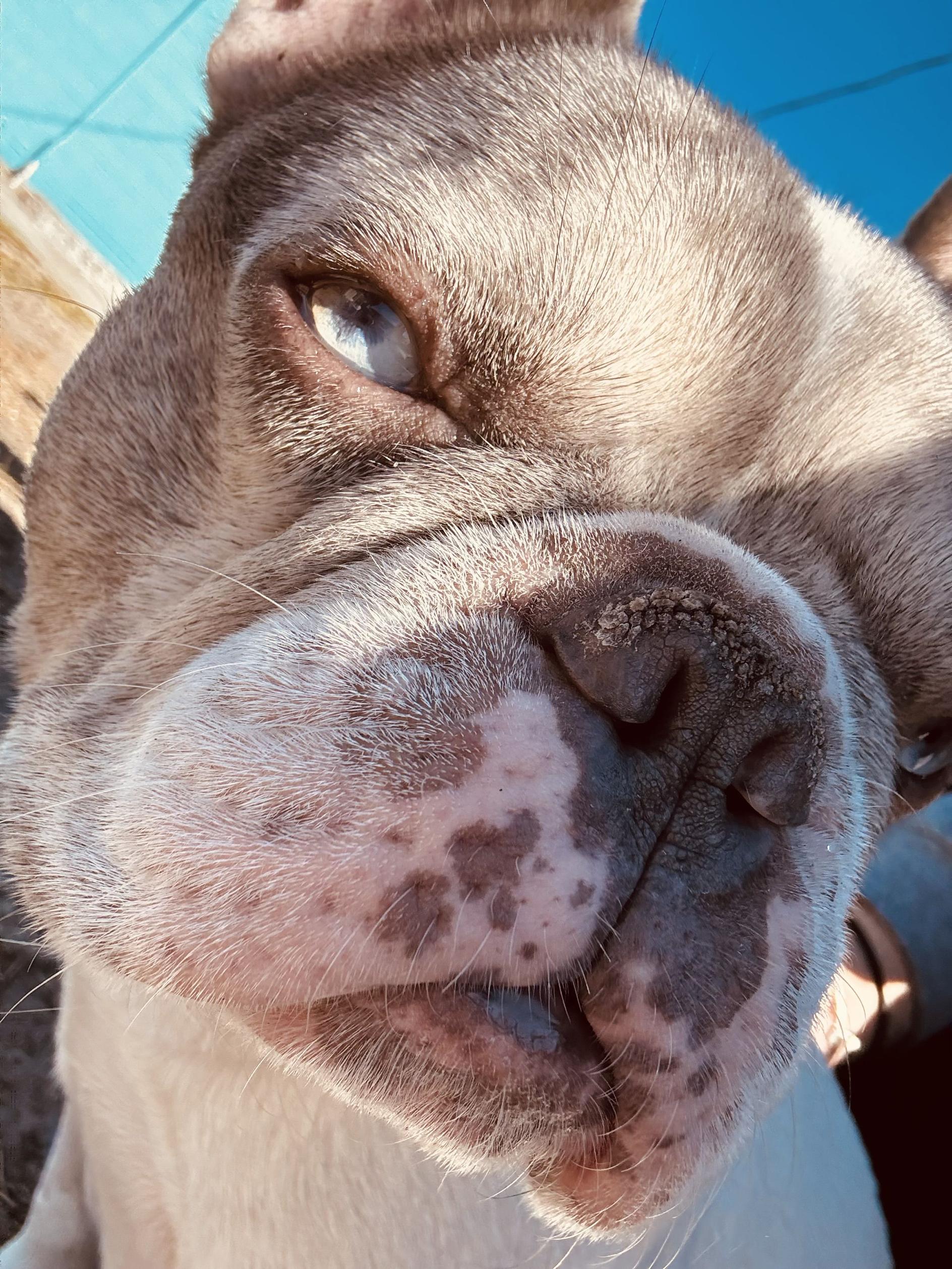 Hera, a ADOPTABLE French Bulldog in New Port Richey, FL image 2/6