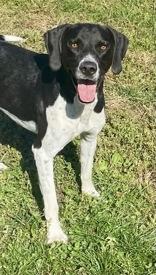 Bender, Adoptable, Young Male Pointer.