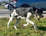 Photo of Young Male Pointer Black, White / Cream