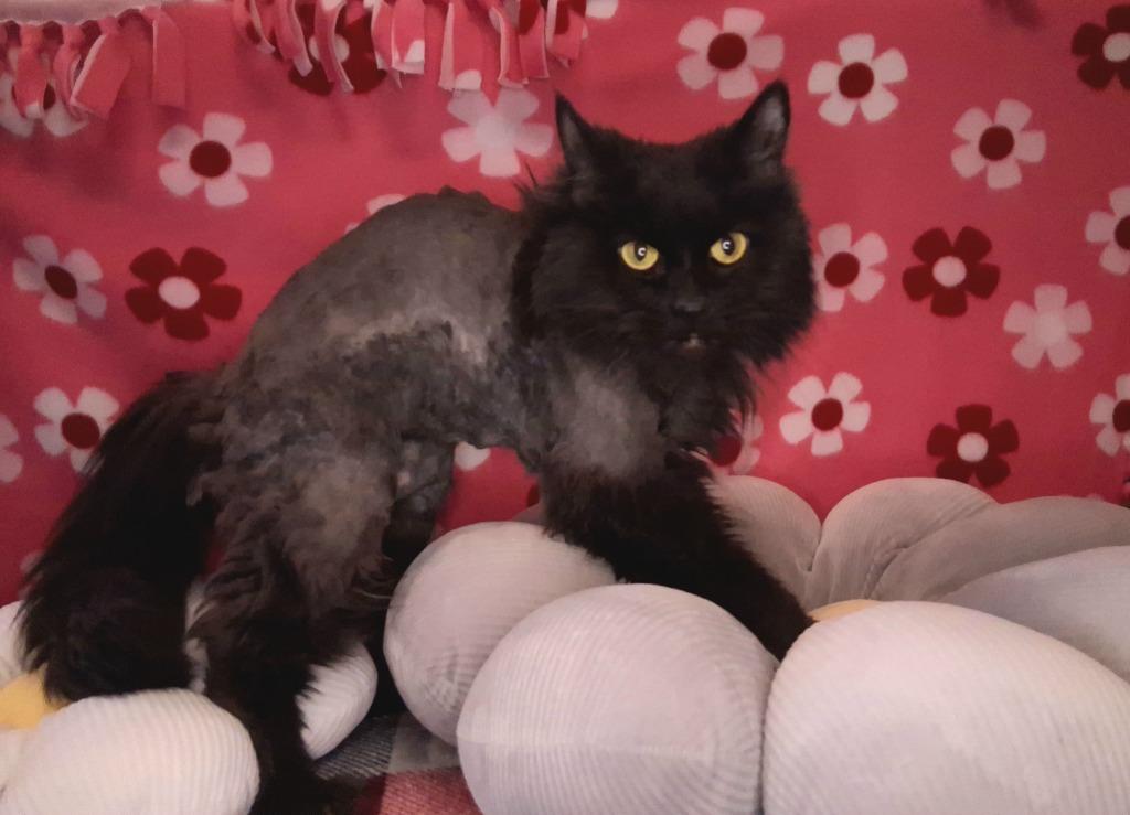 Enlarge LILA, a Adoptable mixed breed in Wintersville, OH image 1/2