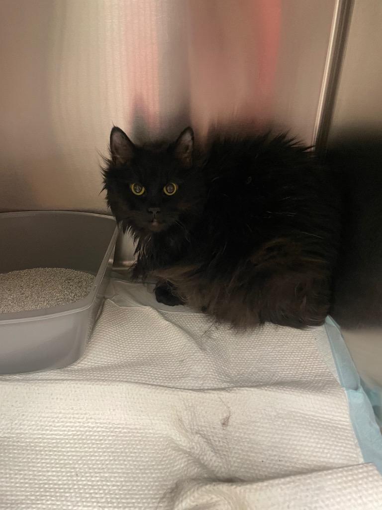 Enlarge LILA, a Adoptable mixed breed in Wintersville, OH image 2/2