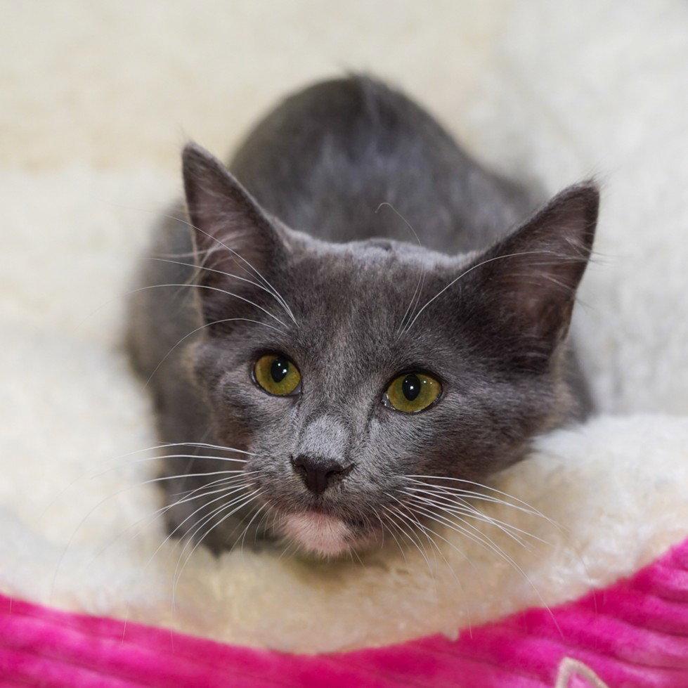 Enlarge Ebeneezer, a Adopted mixed breed in Garland, TX image 3/3