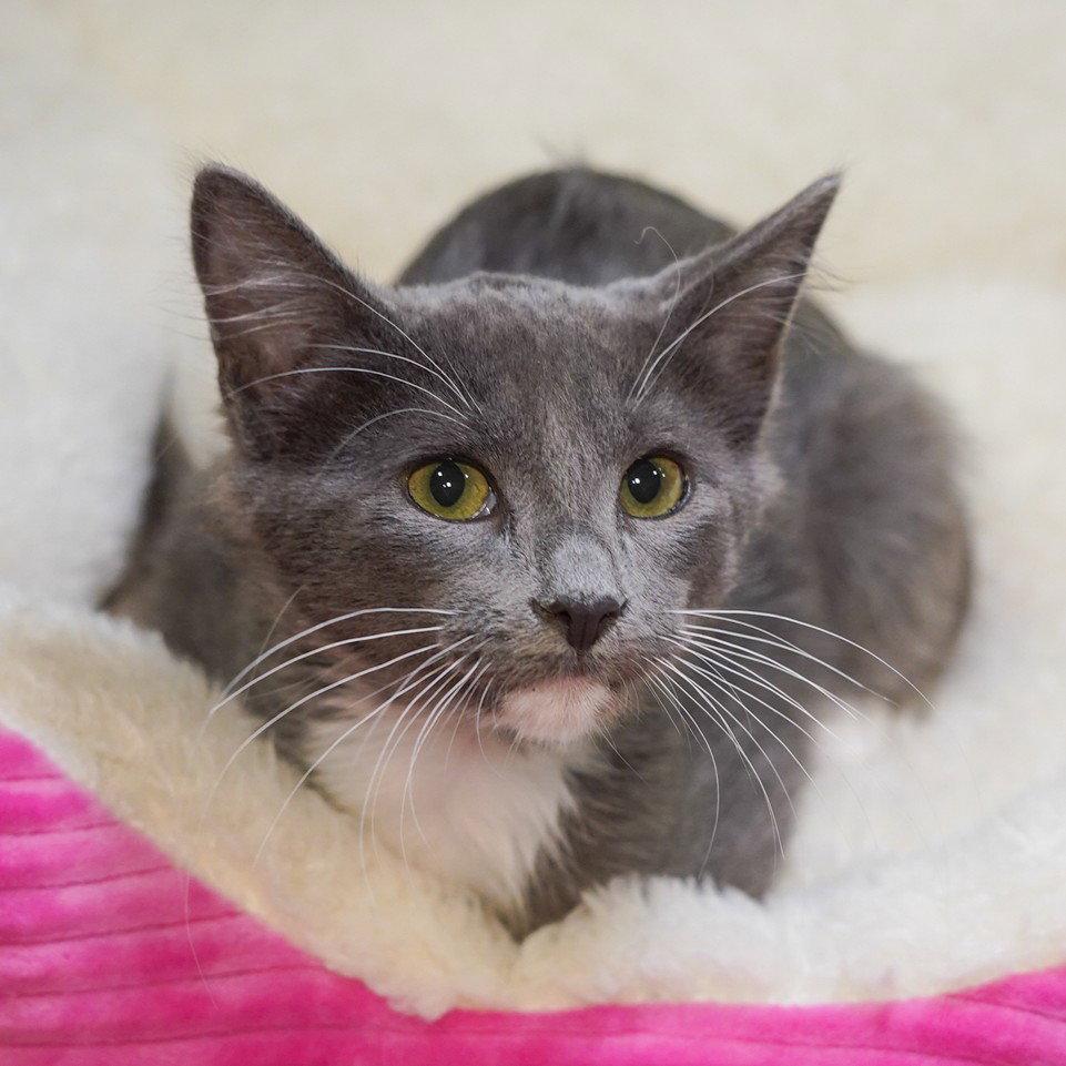 Enlarge Ebeneezer, a Adopted mixed breed in Garland, TX image 1/3