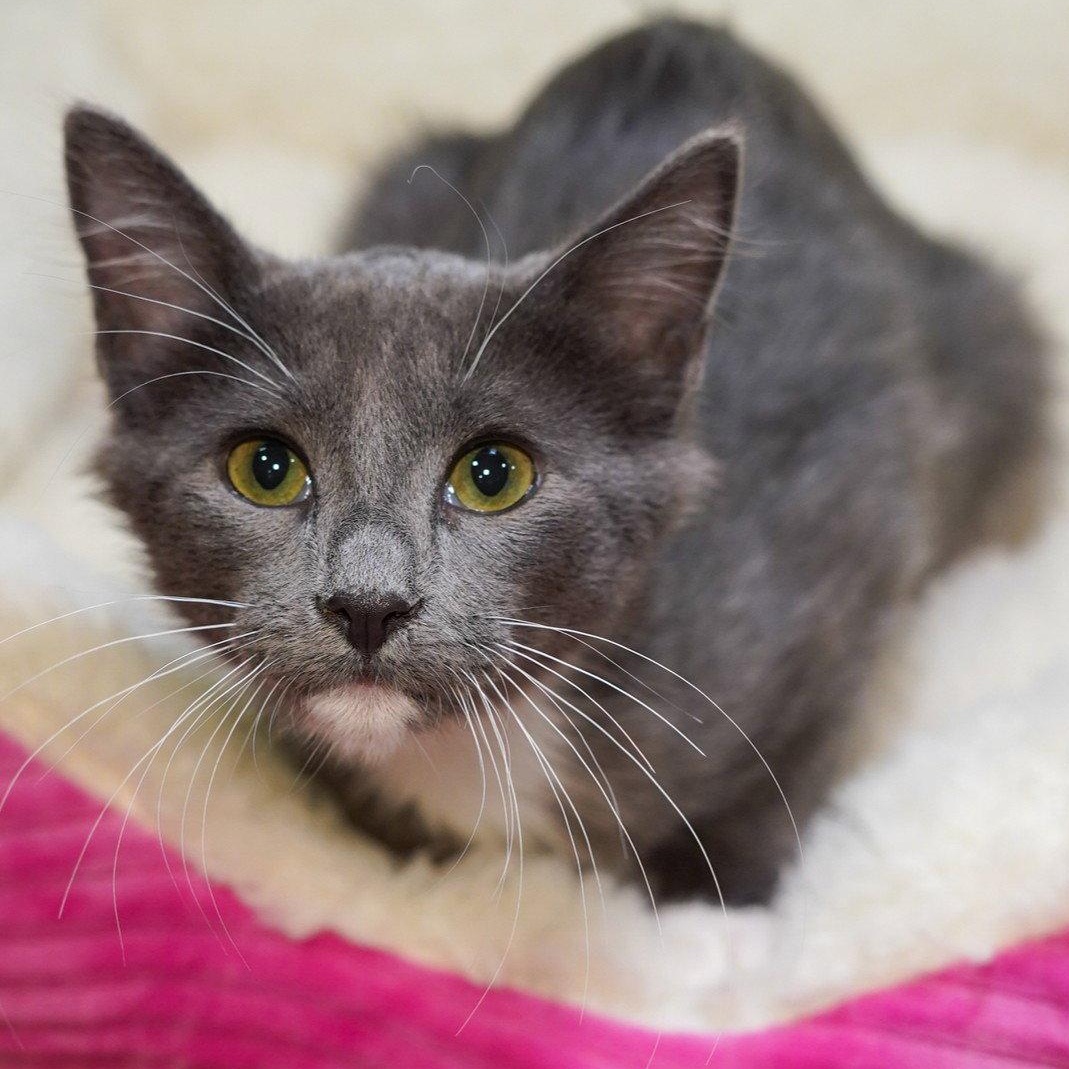 Enlarge Ebeneezer, a Adopted mixed breed in Garland, TX image 2/3