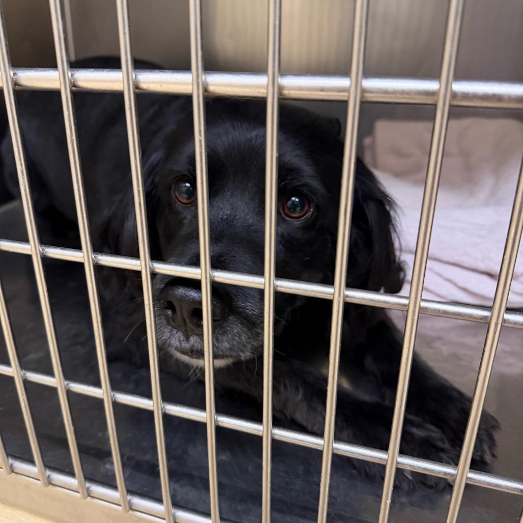 Dozer, Adoptable, Adult Male Mixed Breed.