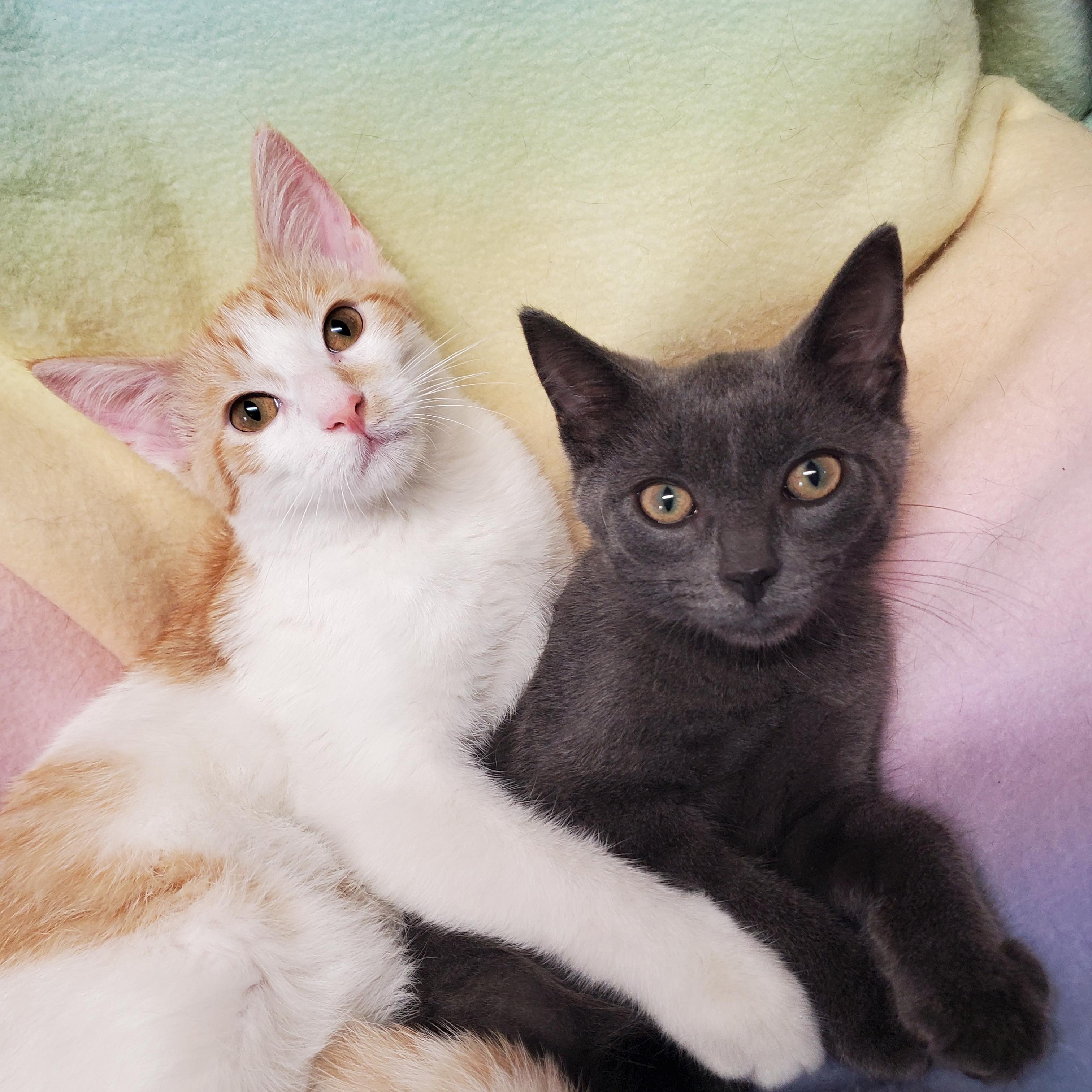 Enlarge Junipurr & Hawkeye, a Adopted Domestic Short Hair in Marseilles, IL image 1/1