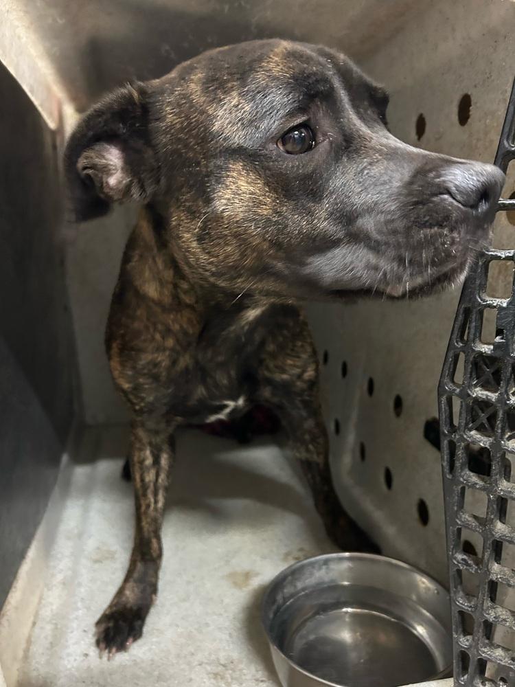 Enlarge Nala, a Adoptable mixed breed in Herriman, UT image 1/6