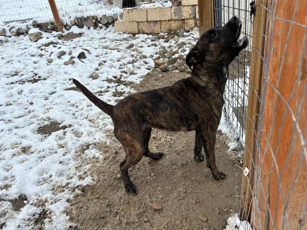 Enlarge Nala, a Adoptable mixed breed in Herriman, UT image 4/6