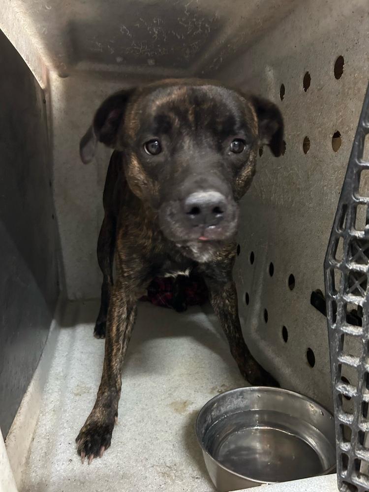 Enlarge Nala, a Adoptable mixed breed in Herriman, UT image 5/6